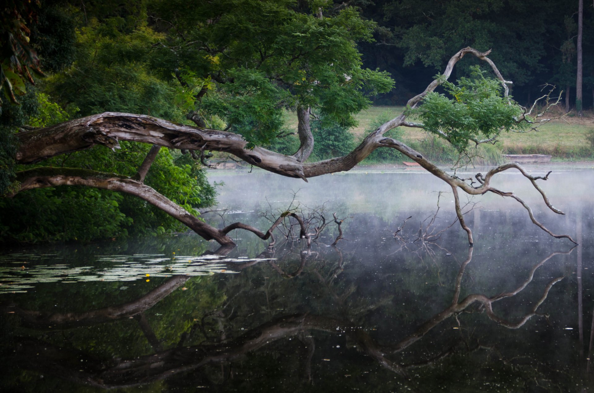 wald see treibholz reflexion