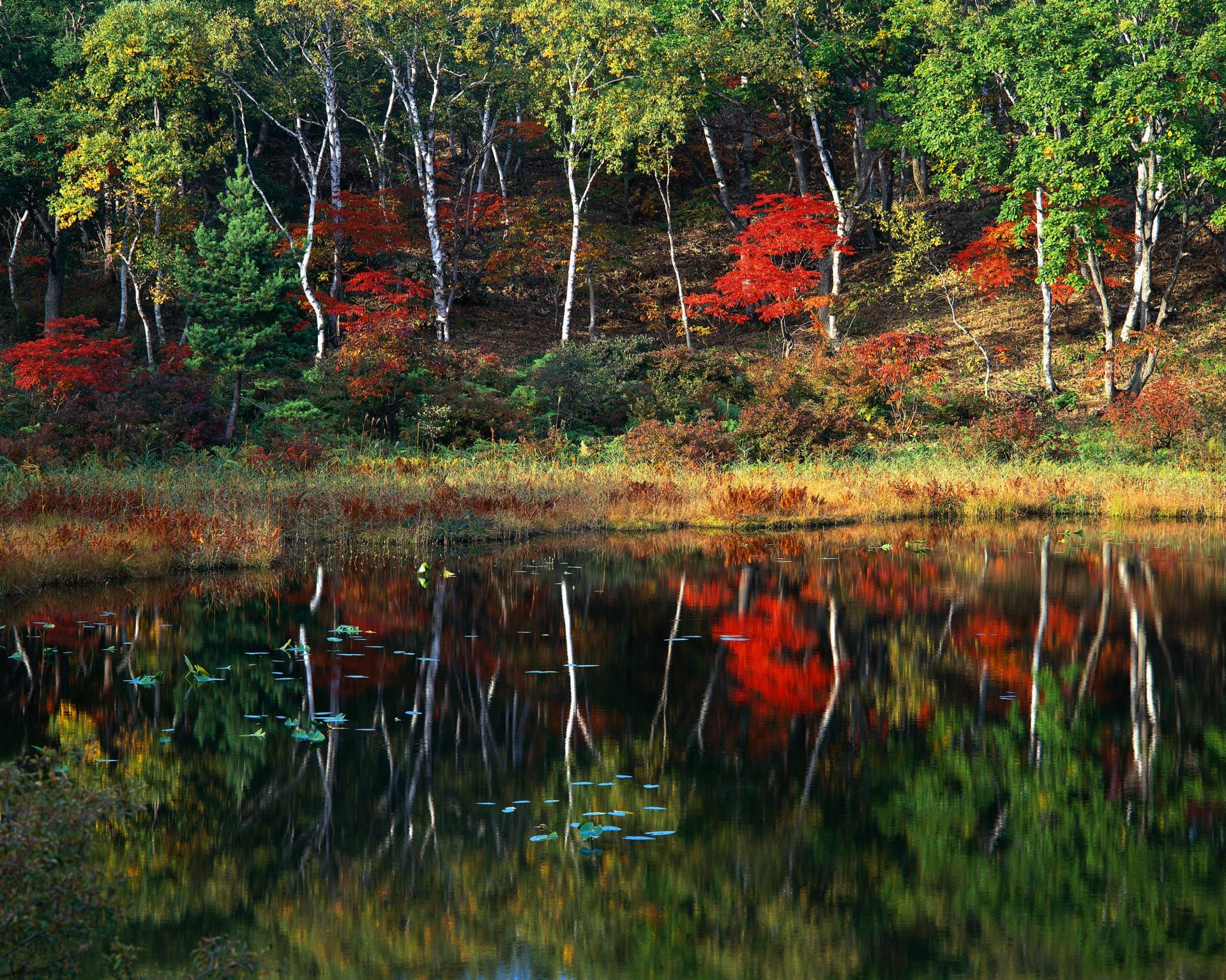 autumn forest tree lake reflection