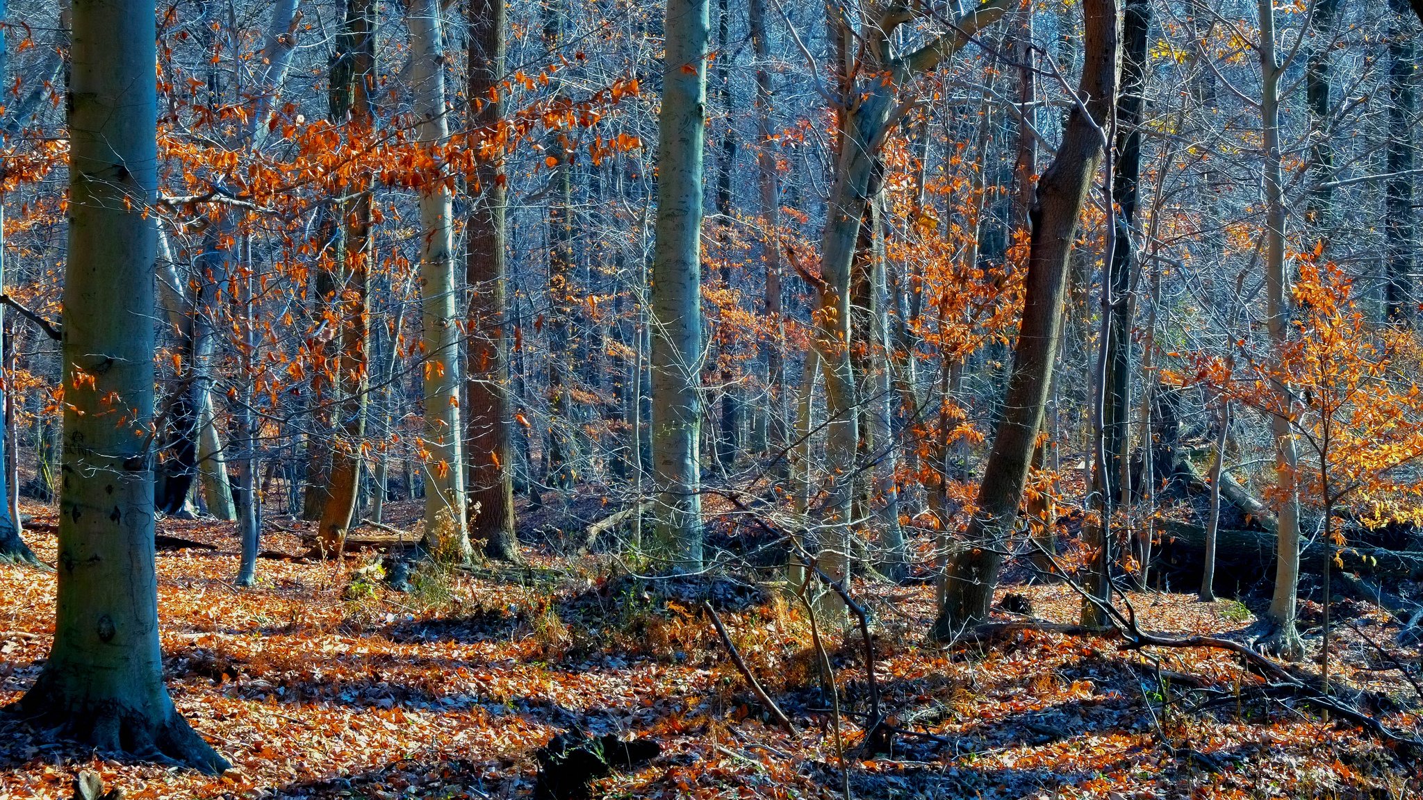 bosque árboles otoño