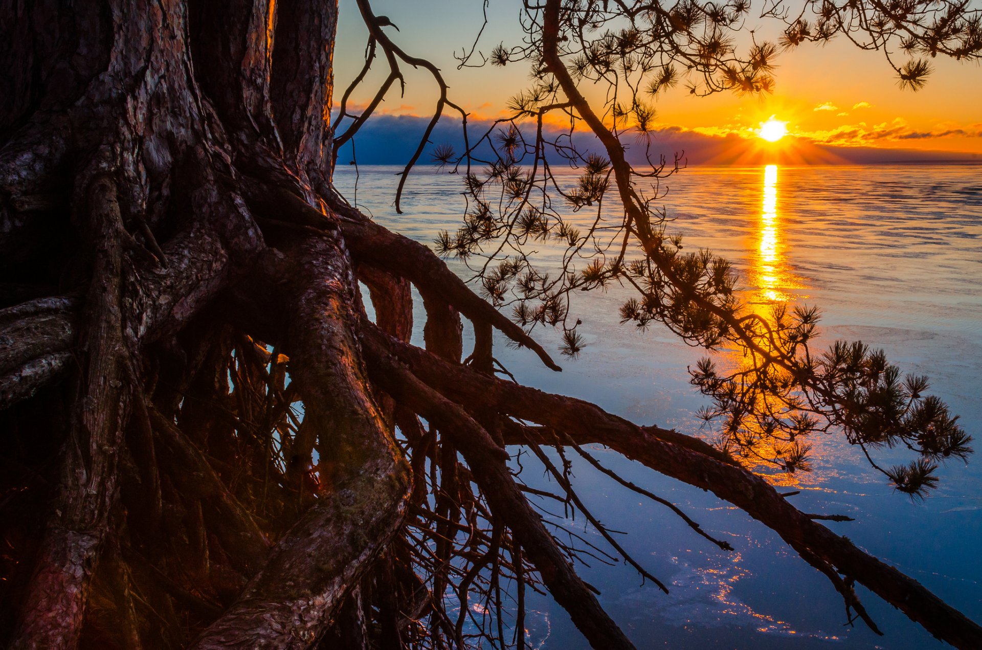 lago sol árbol raíces pino