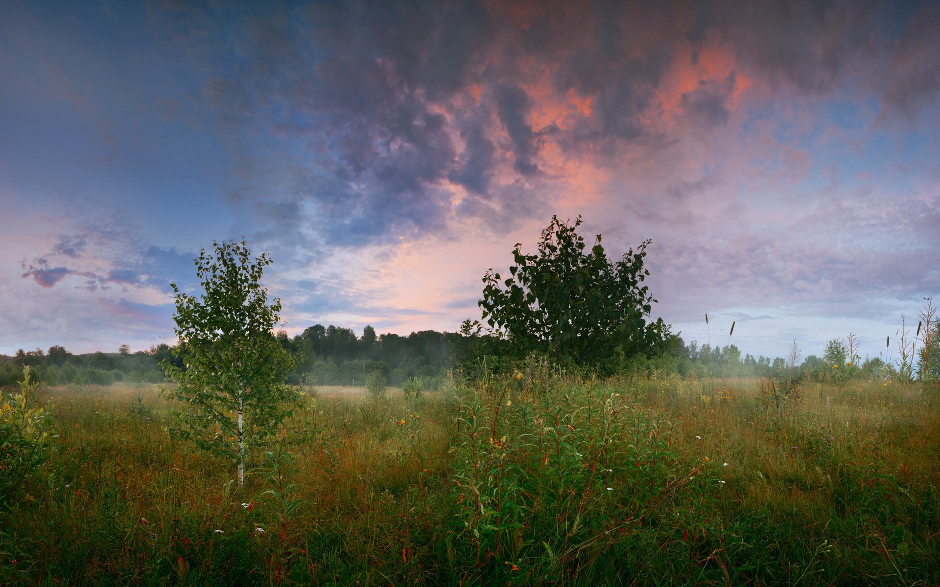 wald lichtung bäume gras sommer morgen