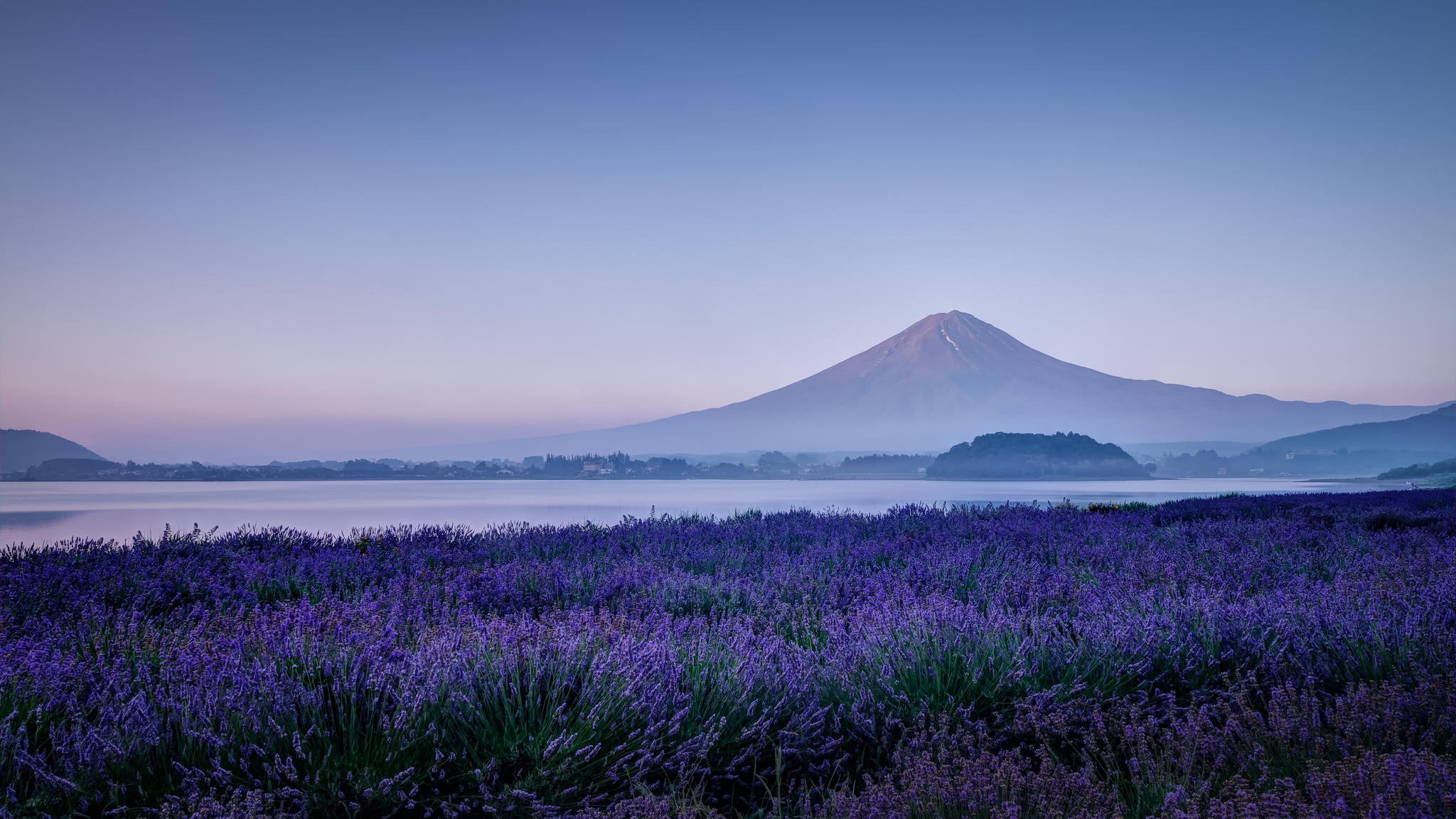 japon fujiyama fuji montagne volcan lac lavande fleurs champ nature matin