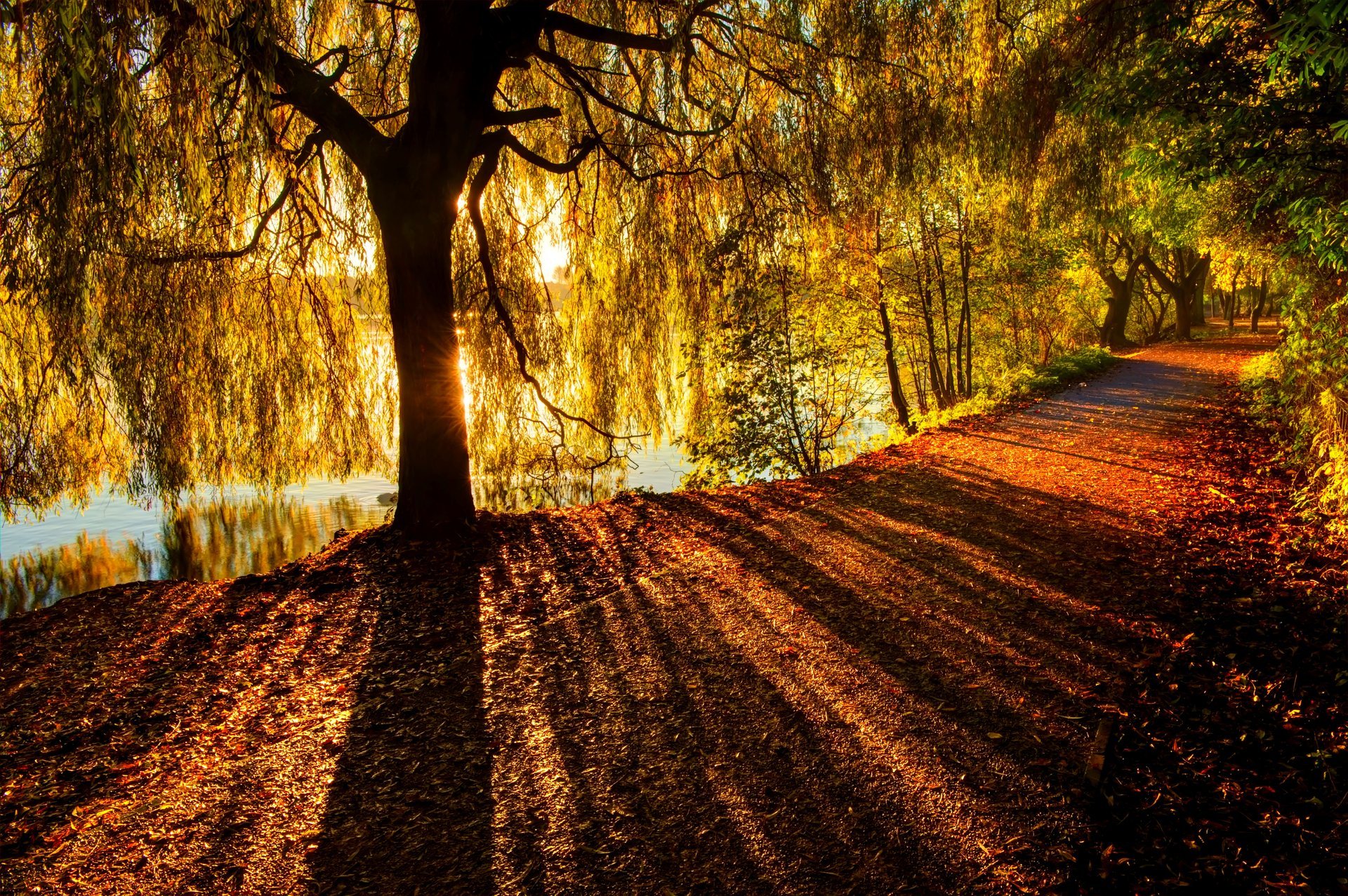 nature forest park trees leaves colorful road autumn fall colors walk river water water