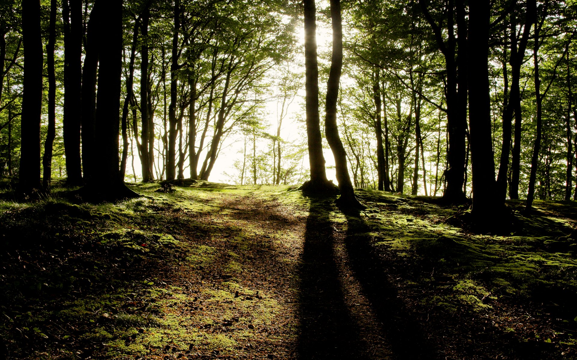 forest tree sun light shadow