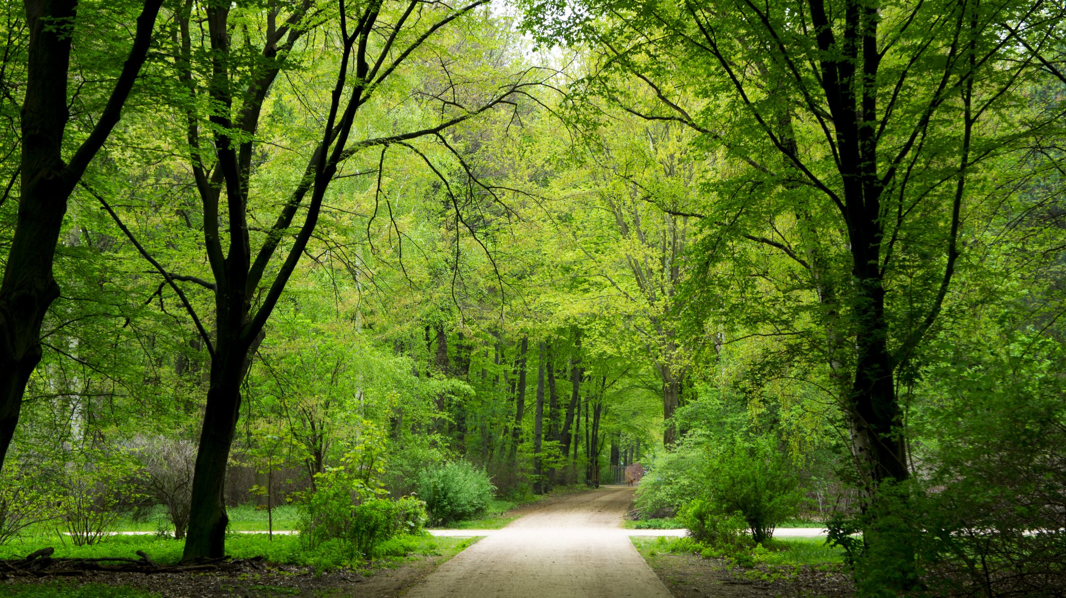 park forest tree green summer germany berlin wallpaper hd nature