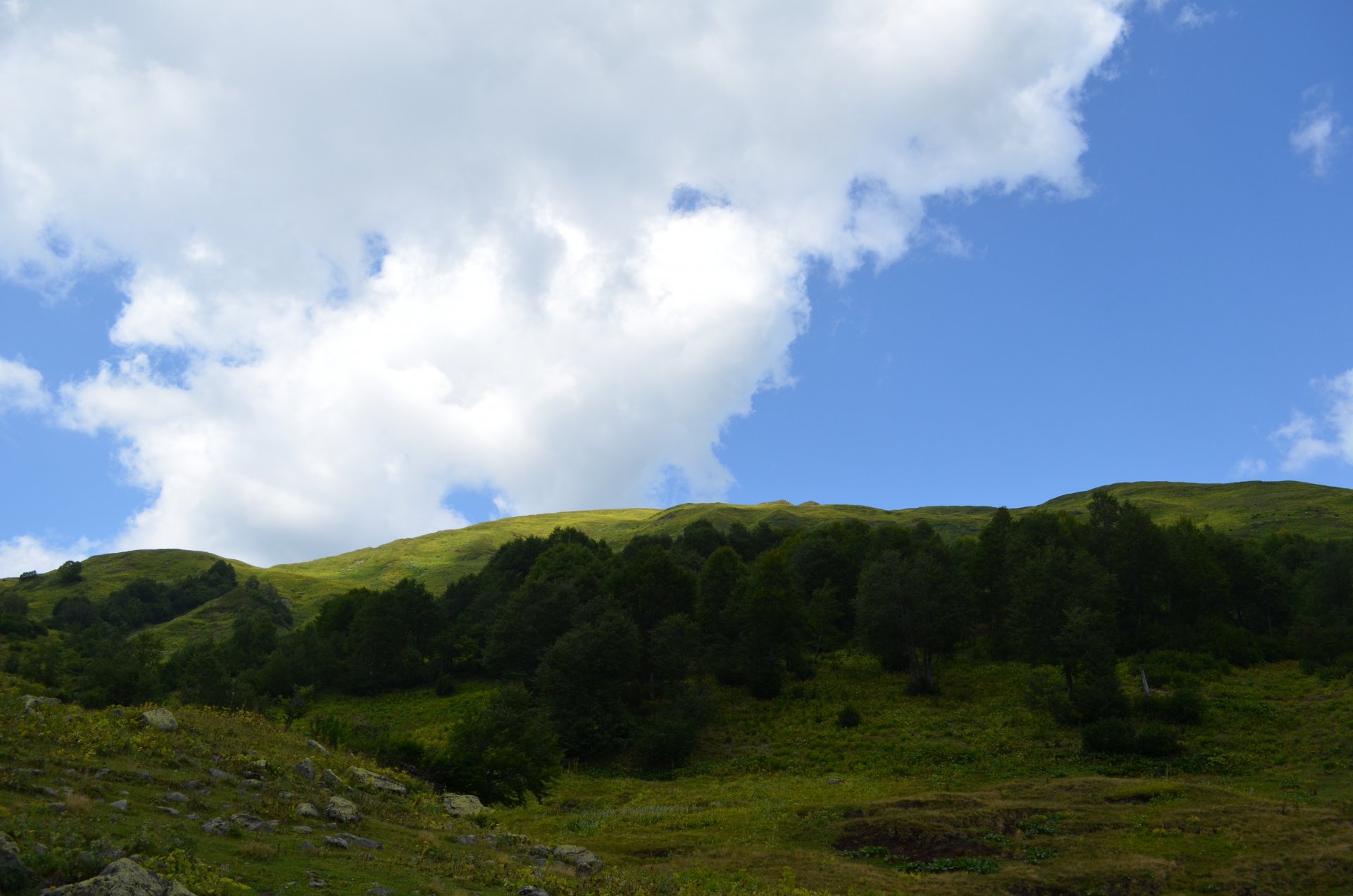 prairies alpines ciel arbres pierres herbe