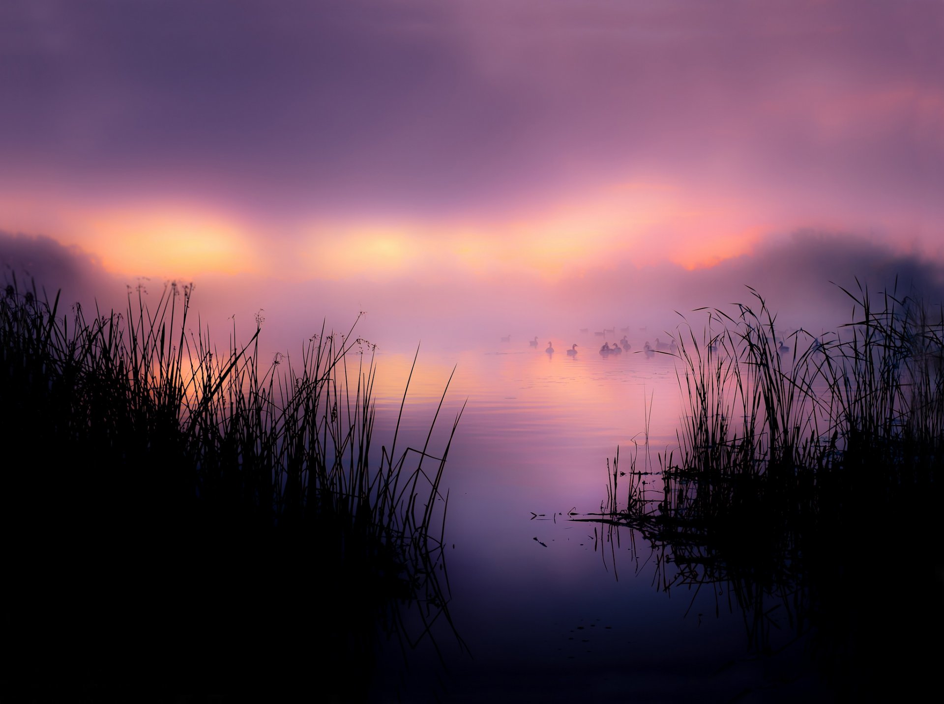 lake reed duck fog morning