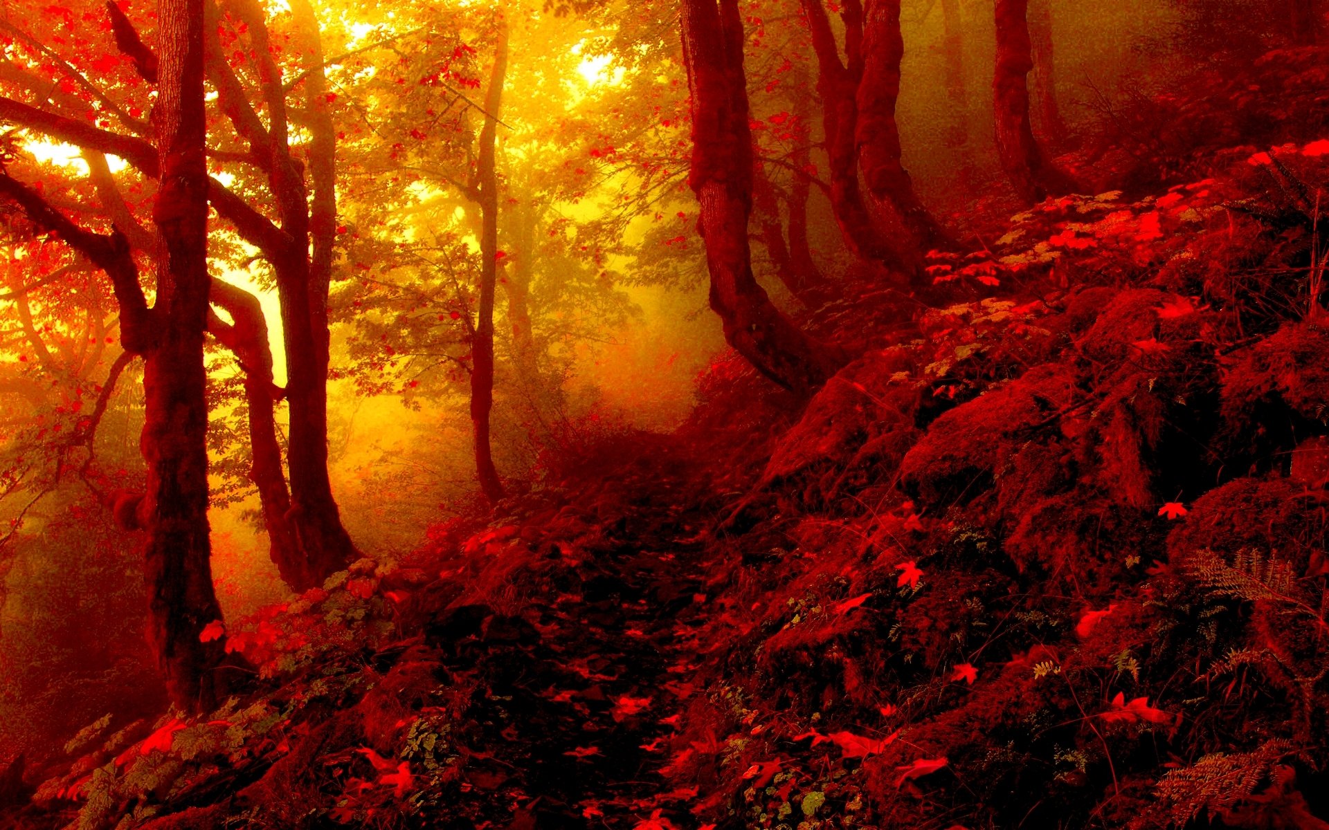 autumn forest tree leaves fog path