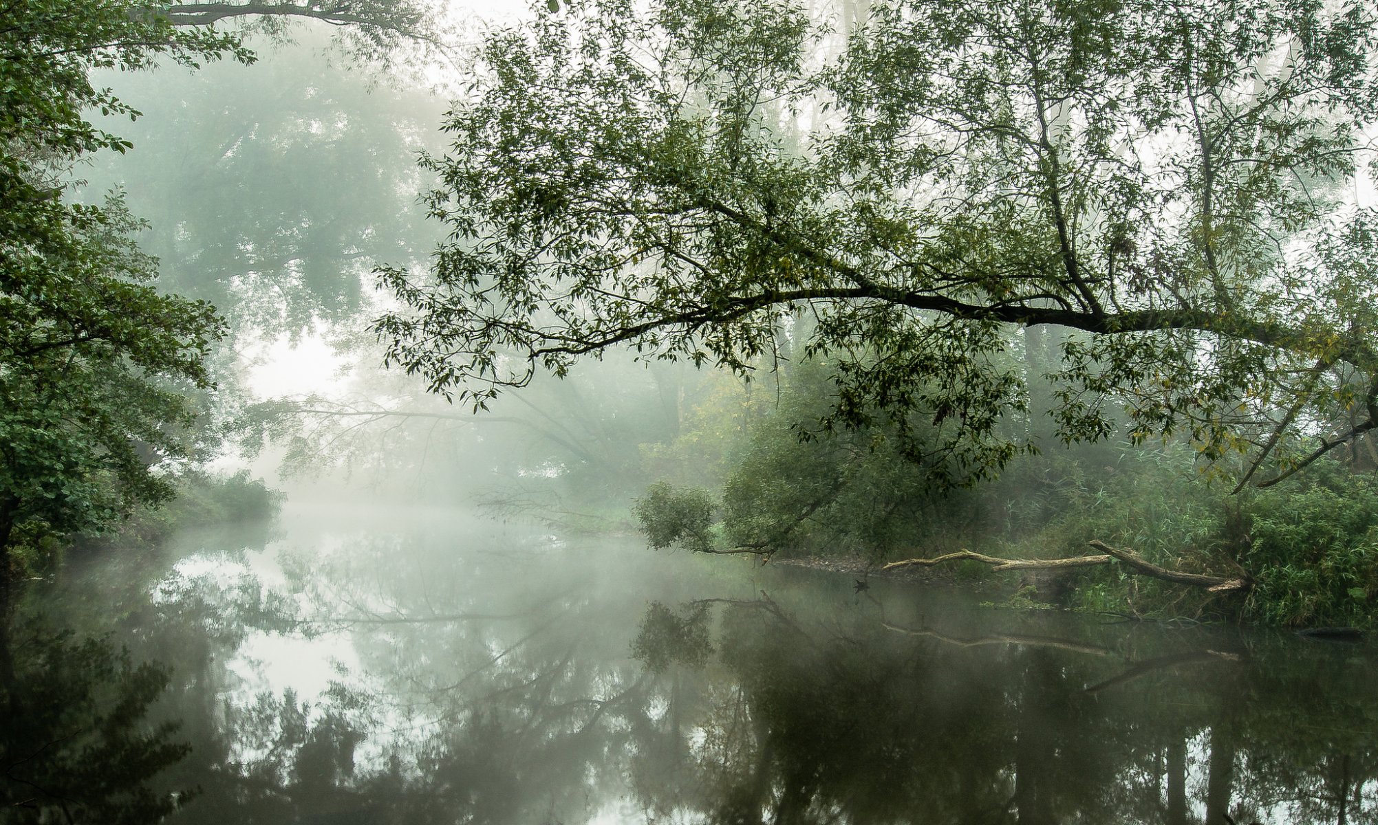 bäume fluss nebel morgen