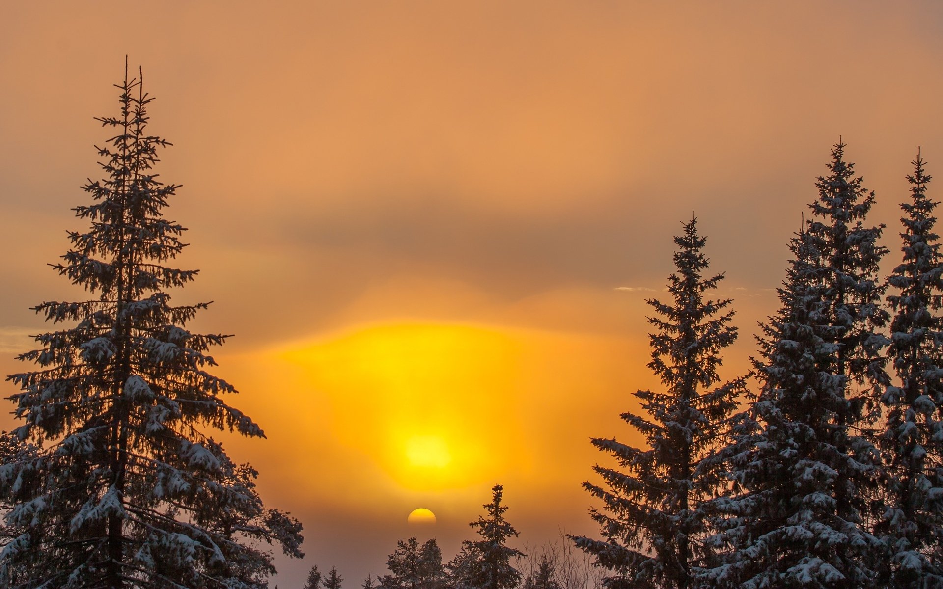 natura zima śnieg drzewa drzewo słońce niebo zachód słońca tło tapeta panoramiczny pełny ekran panoramiczny