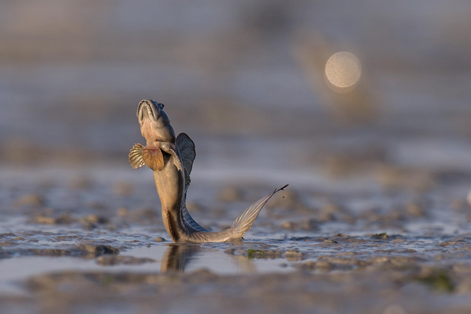 water fish tail splash