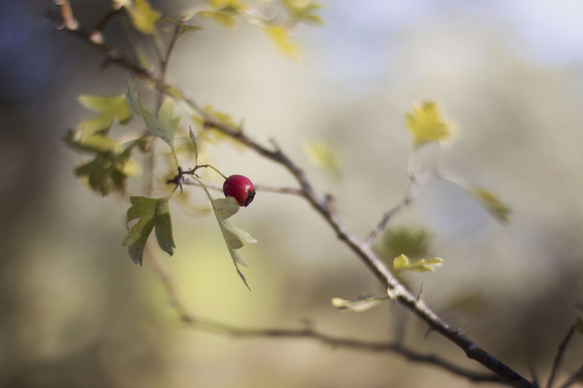 branch leaves berry red fruit