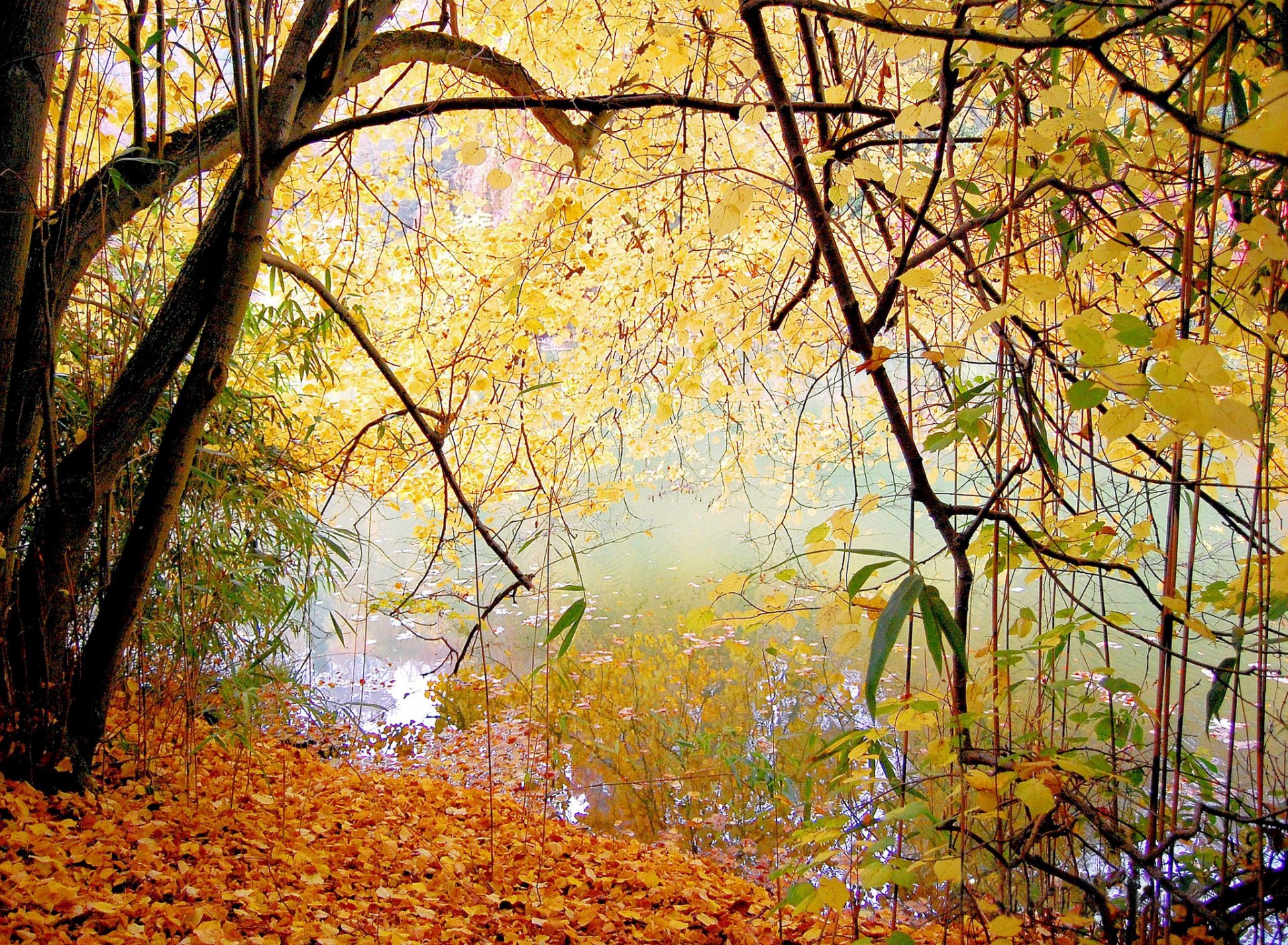 park lake tree leaves autumn of mind