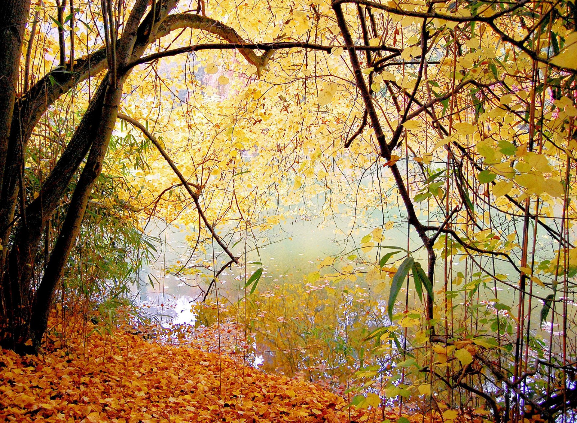 park jezioro drzewa liście jesień spokój