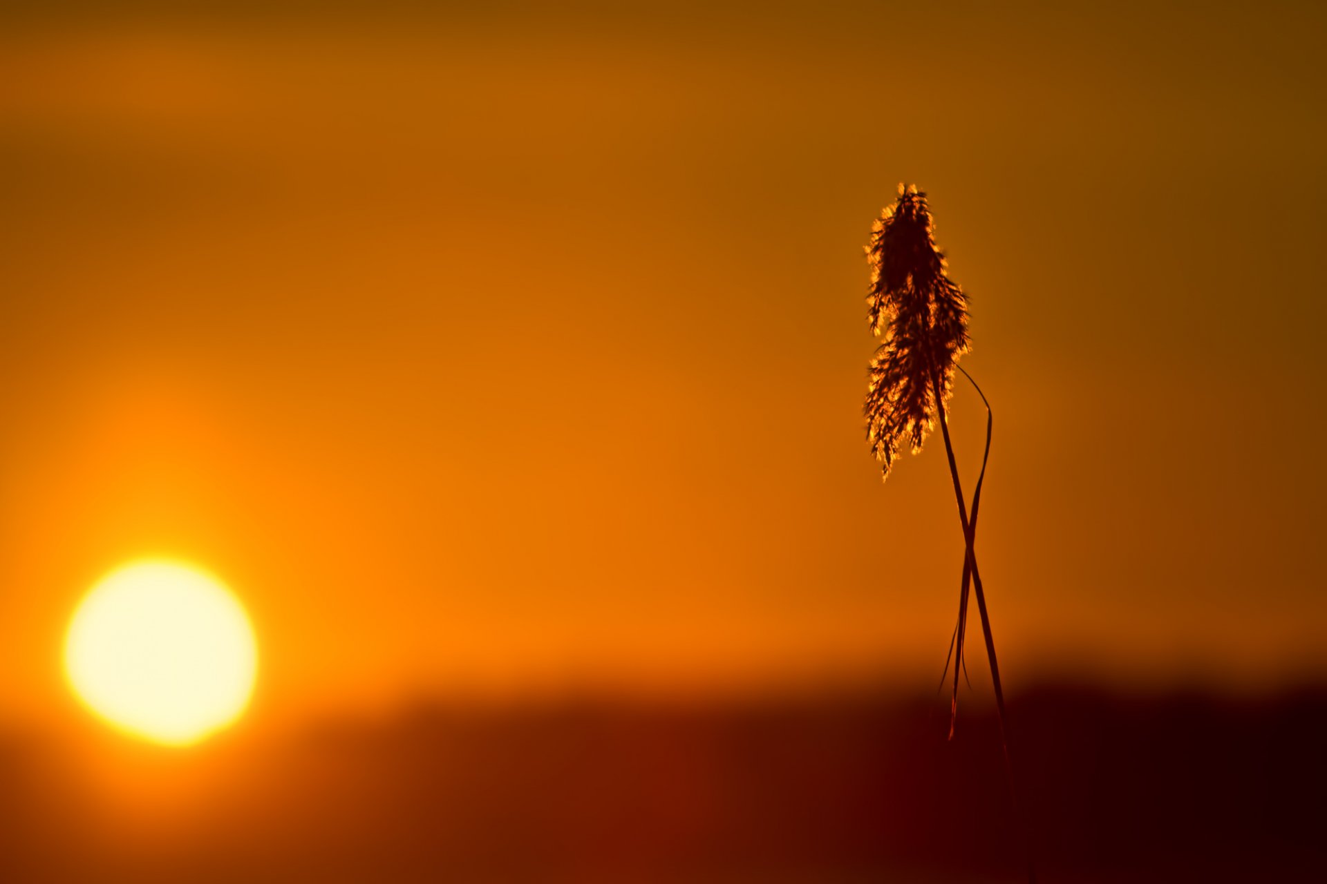 filo d erba pannocchia sole tramonto luce