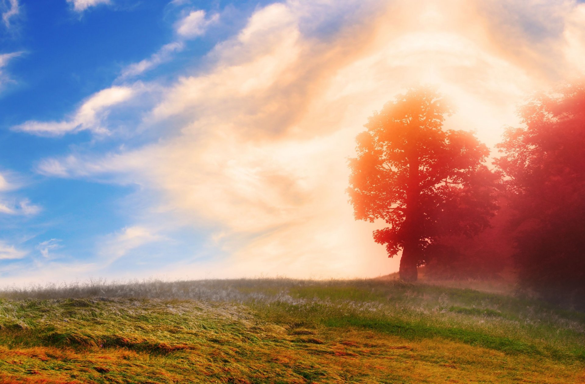 nature tree trees leaves leaves red greenery sky clouds background wallpaper widescreen fullscreen widescreen