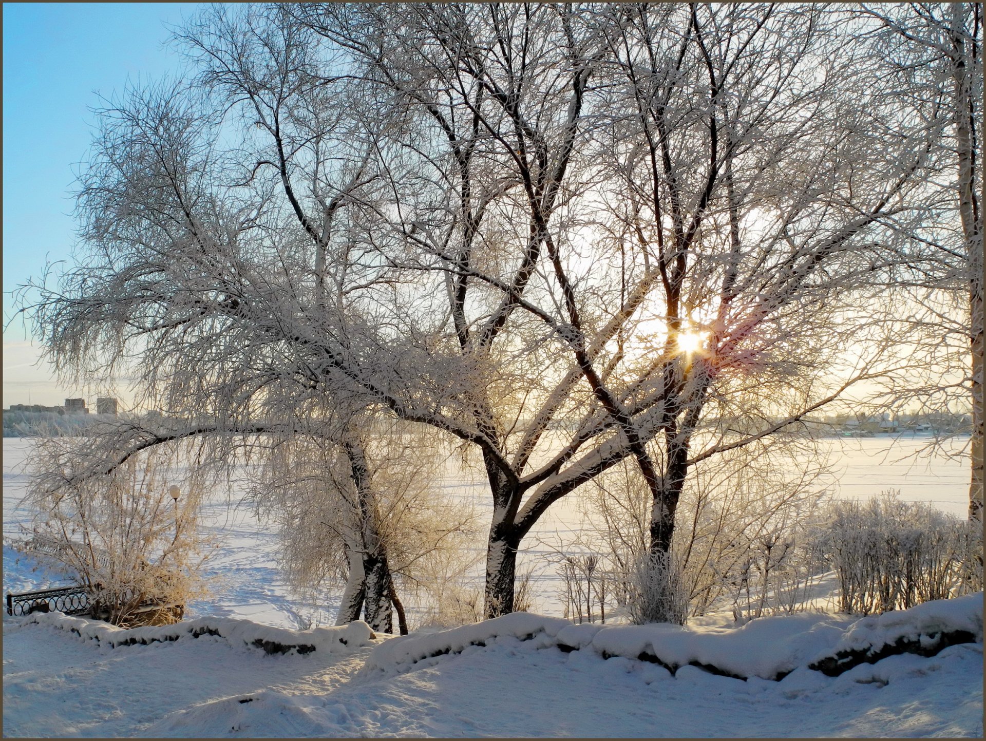 winter snow tree branches morning sun ray