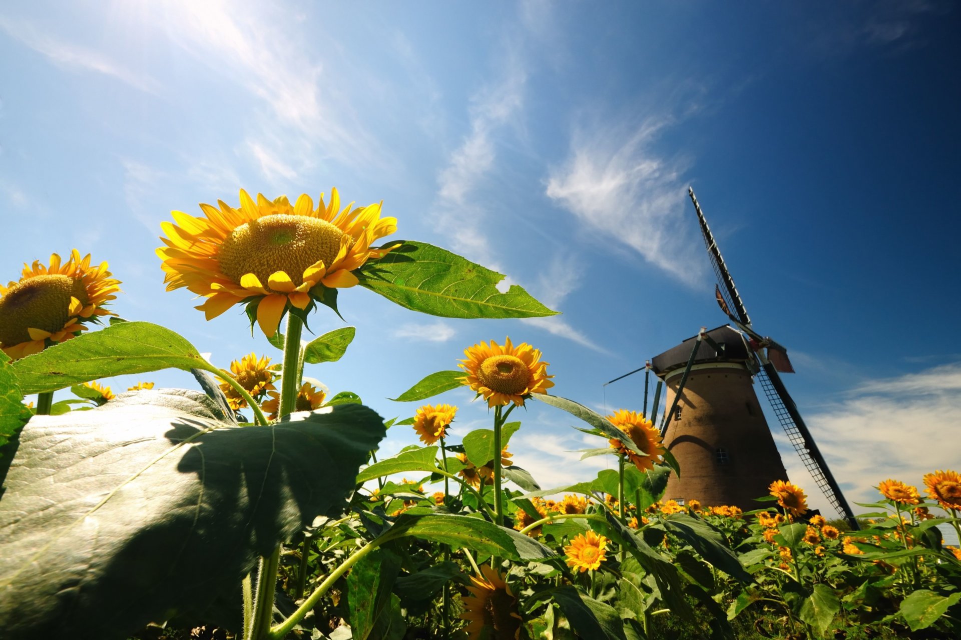 natur sonnenblume blumen blümchen blätter mühle himmel hintergrund tapete widescreen vollbild widescreen widescreen