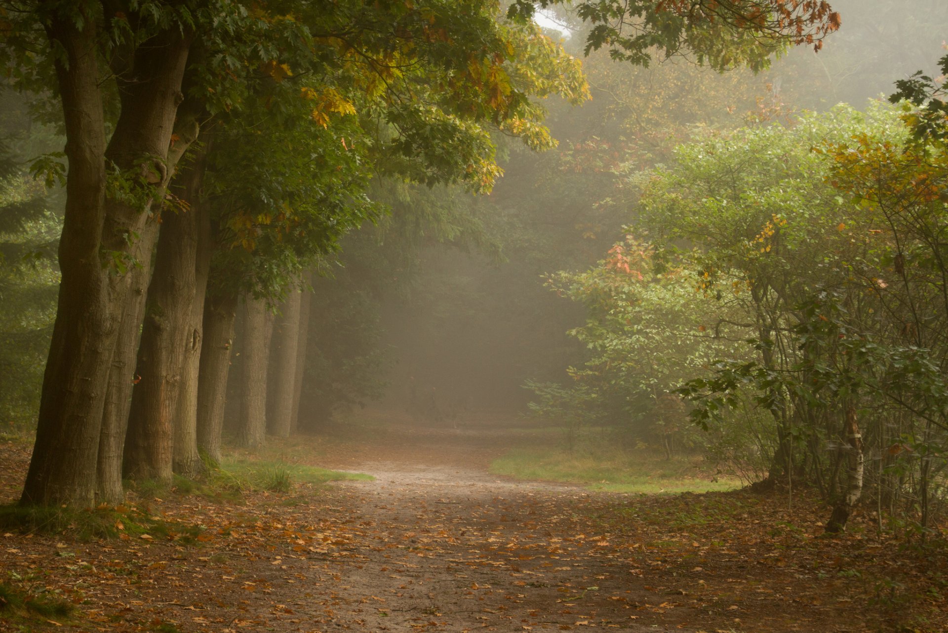 foresta alberi arbusti sentiero nebbia