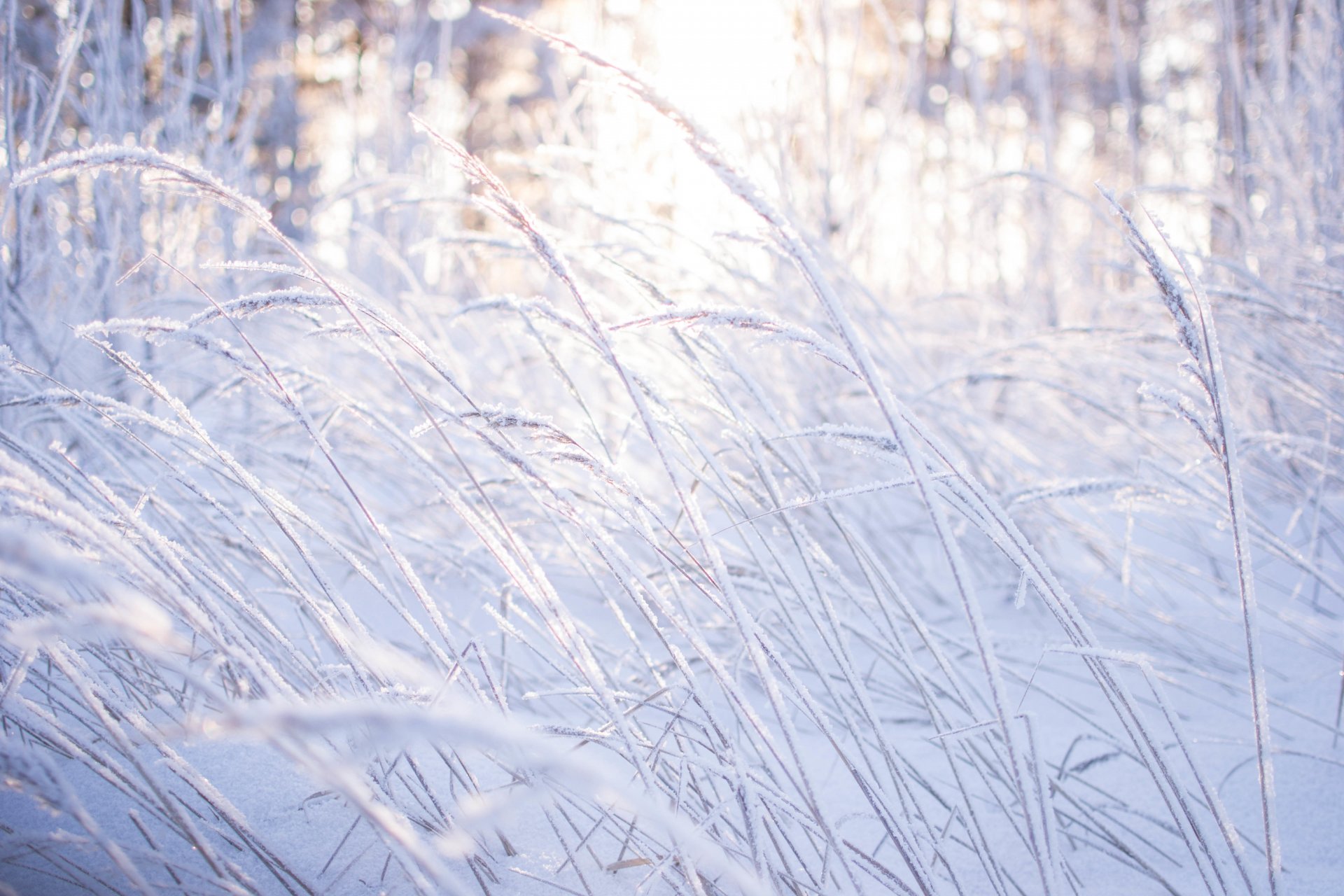 neve inverno bellezza natura foresta alberi erba luce morgendorfer