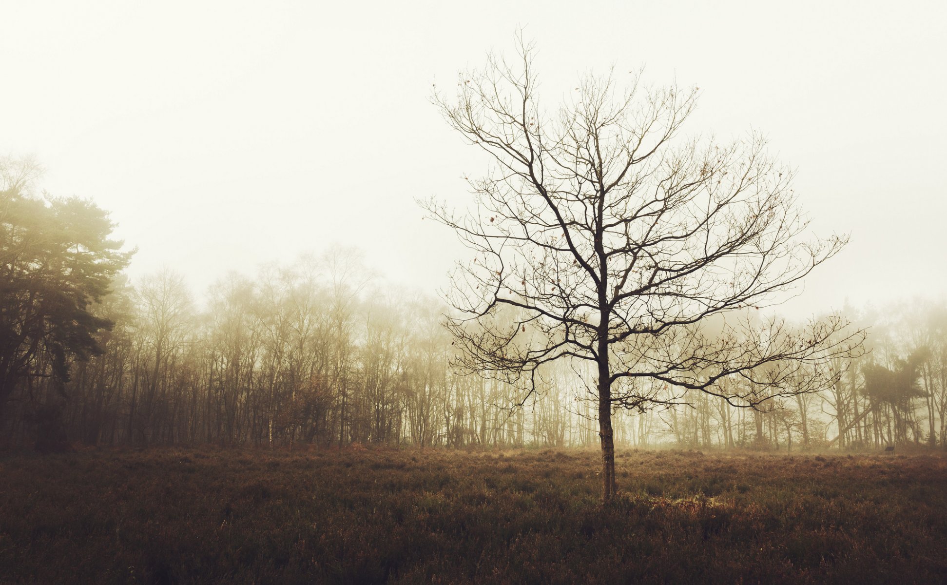 regno unito inghilterra foresta alberi radura nebbia autunno