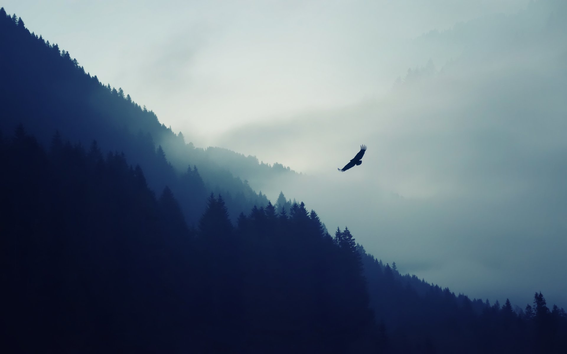 montagnes forêt nature oiseau aigle brume