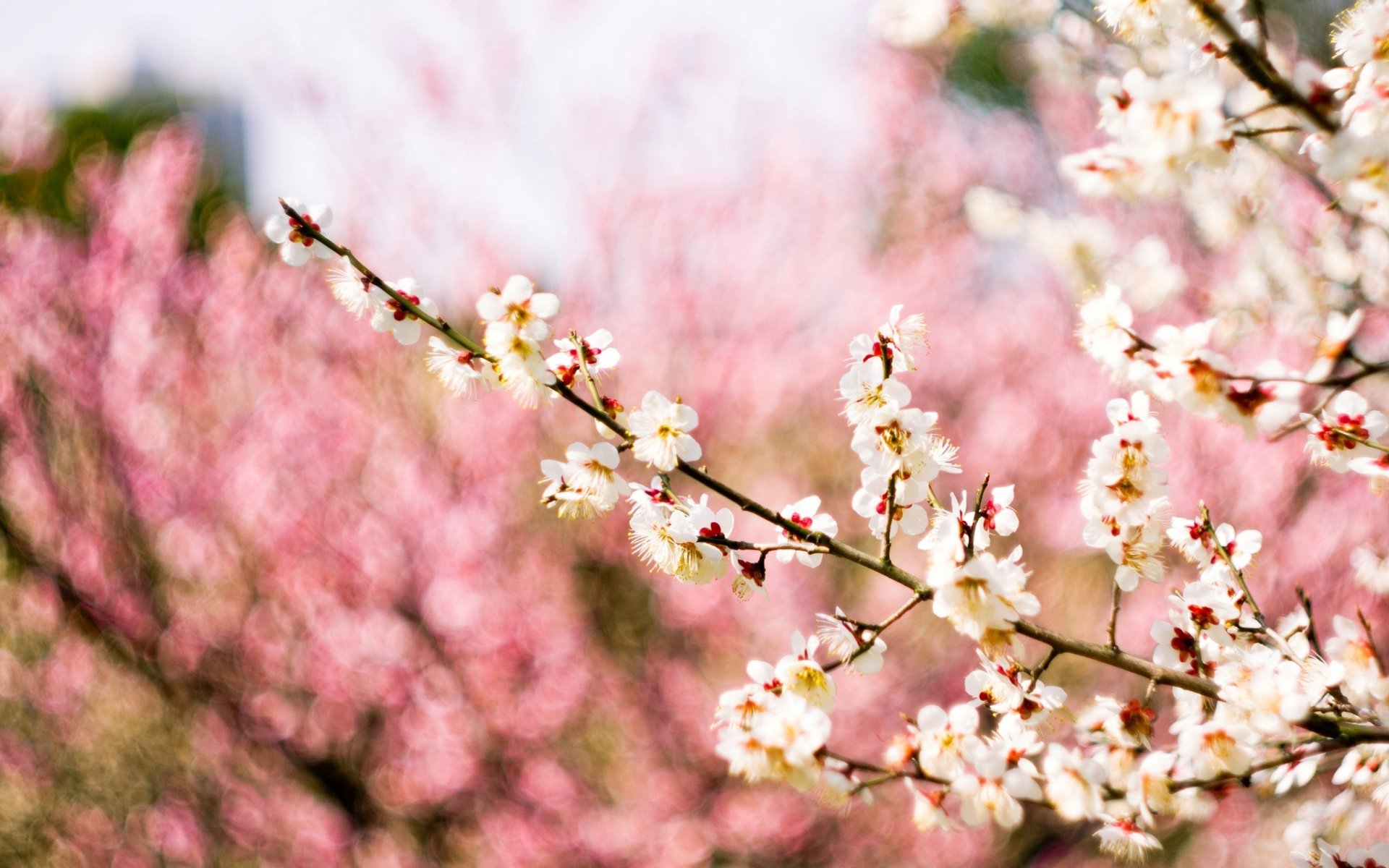 blüte zweige baum pflaume blumen weiß unschärfe hintergrund rosa frühling makro natur