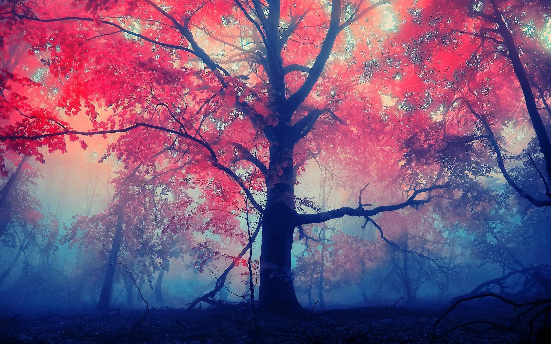 tree red leaves fog forest