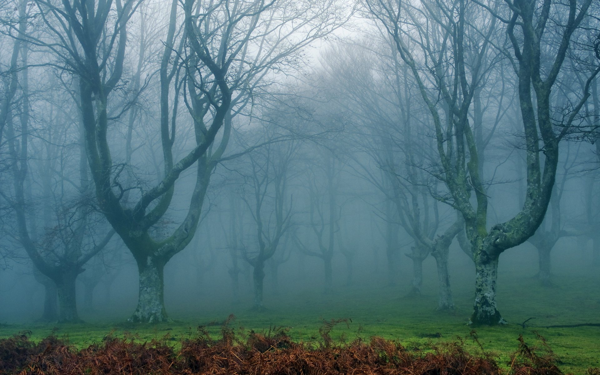 wald nebel natur landschaft