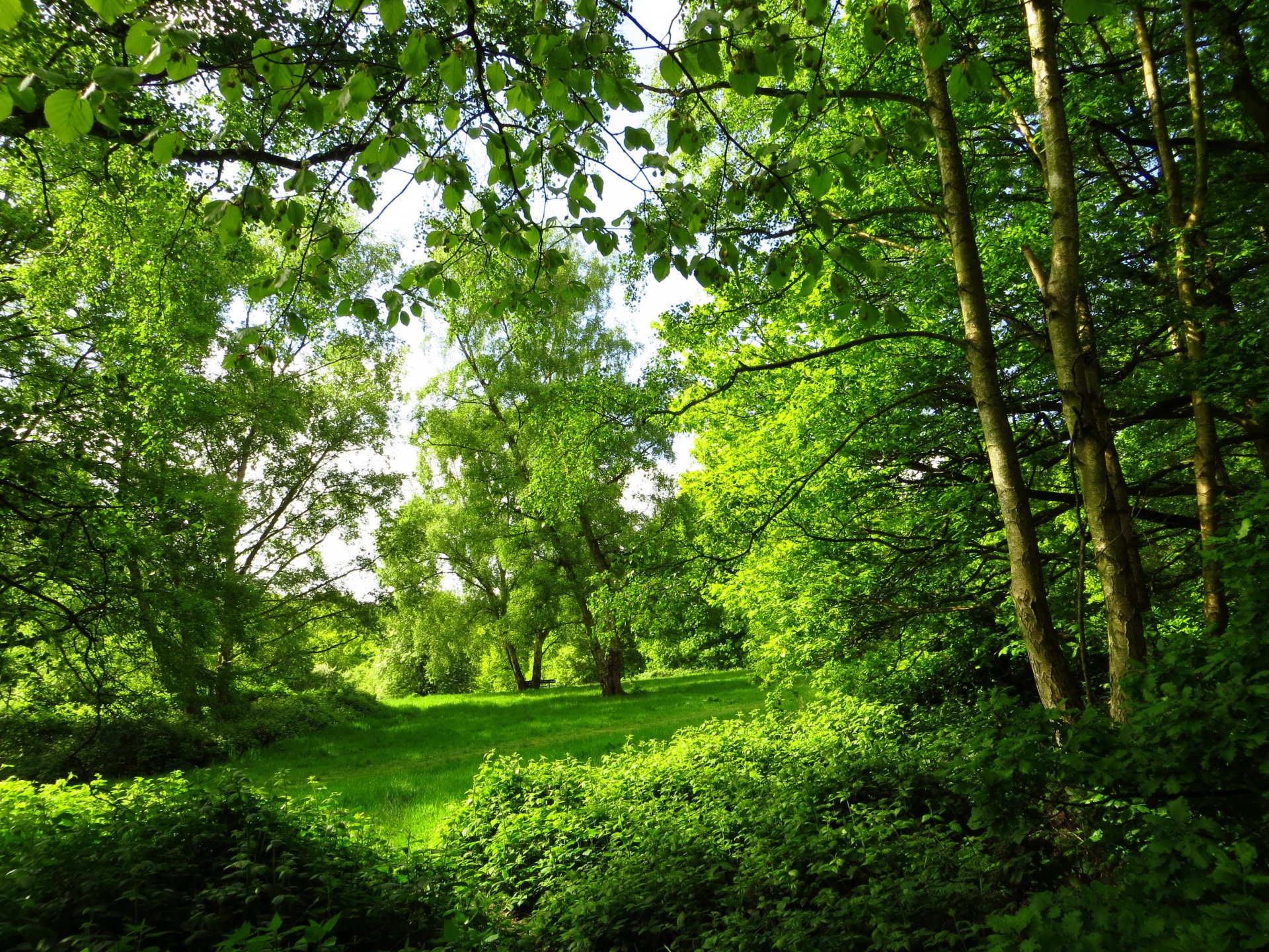 park sommer london bäume wald natur foto