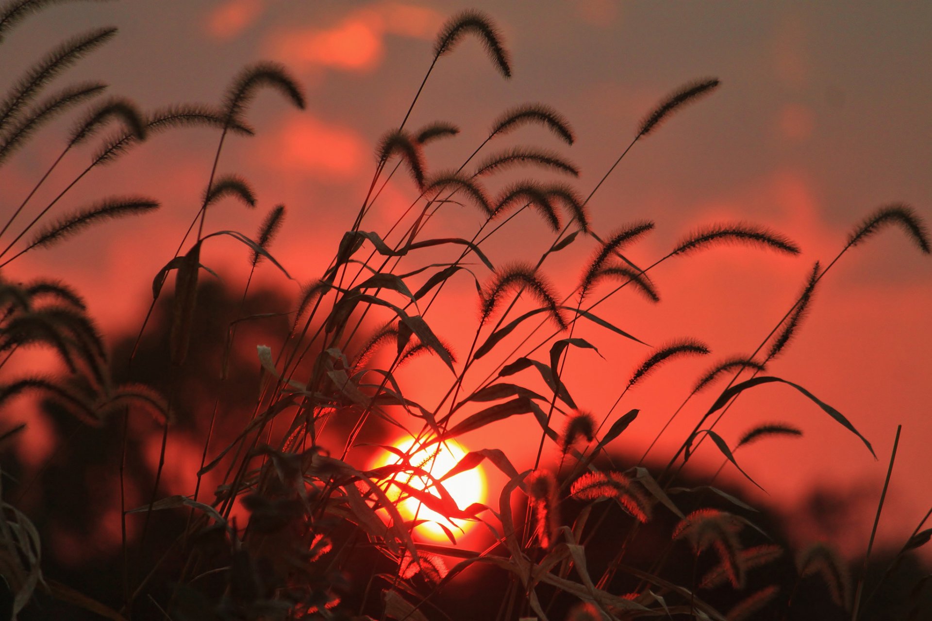 campo erba spighette sole alba