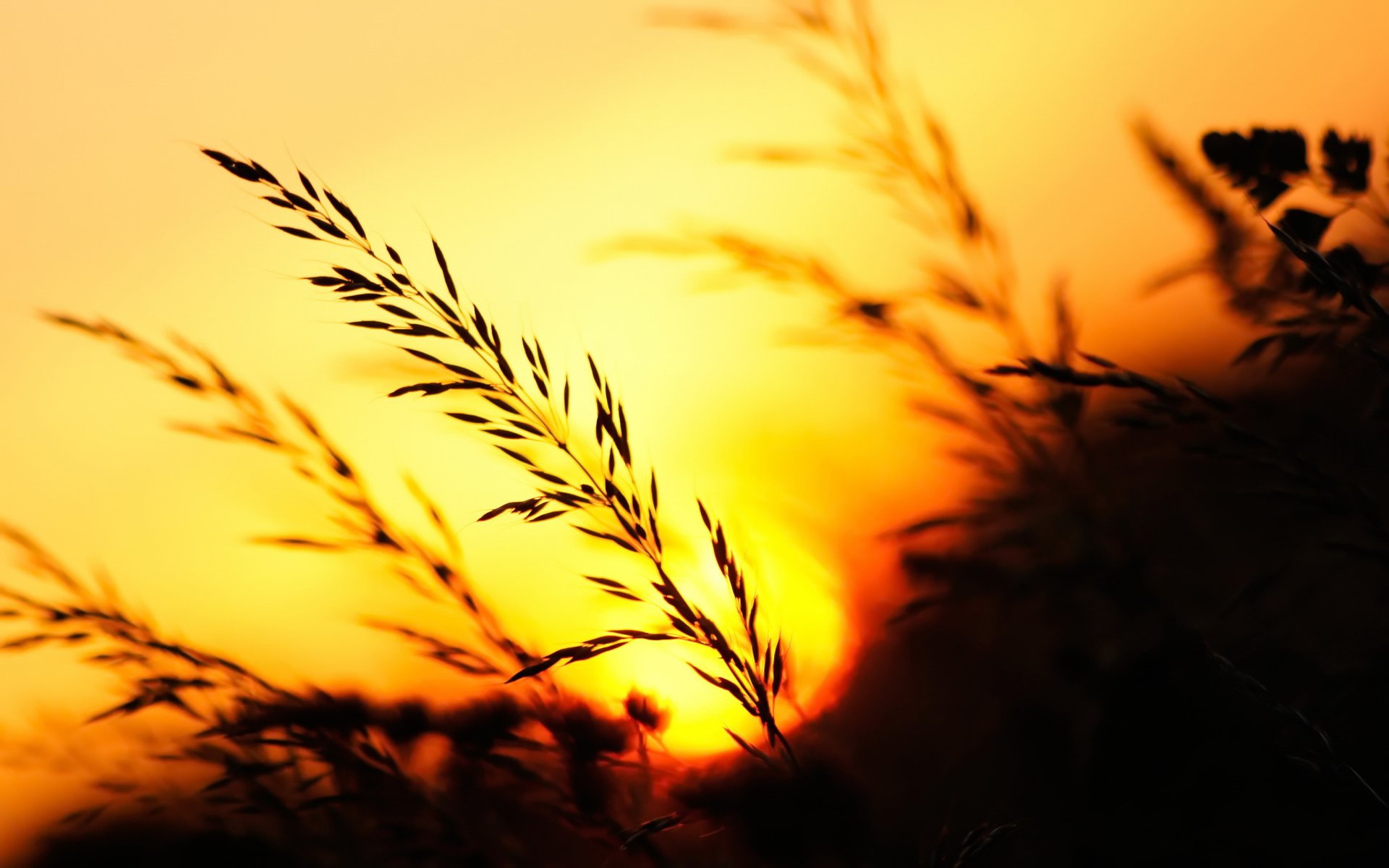 natur sonnenuntergang gras ohren abend