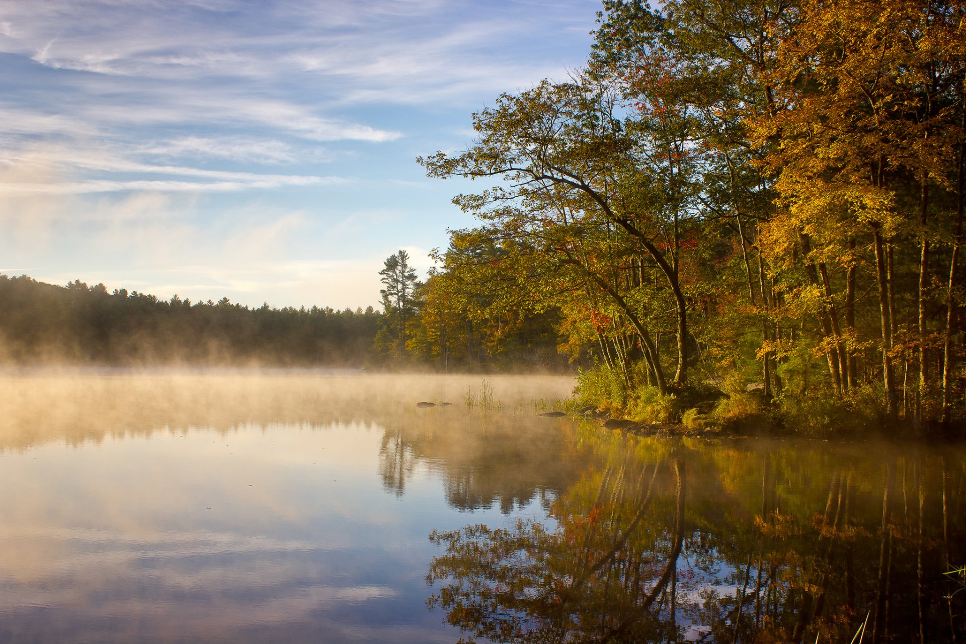 forêt lac brouillard matin