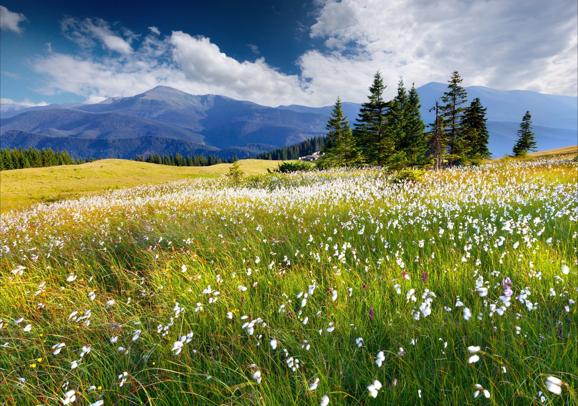 flores montañas nubes