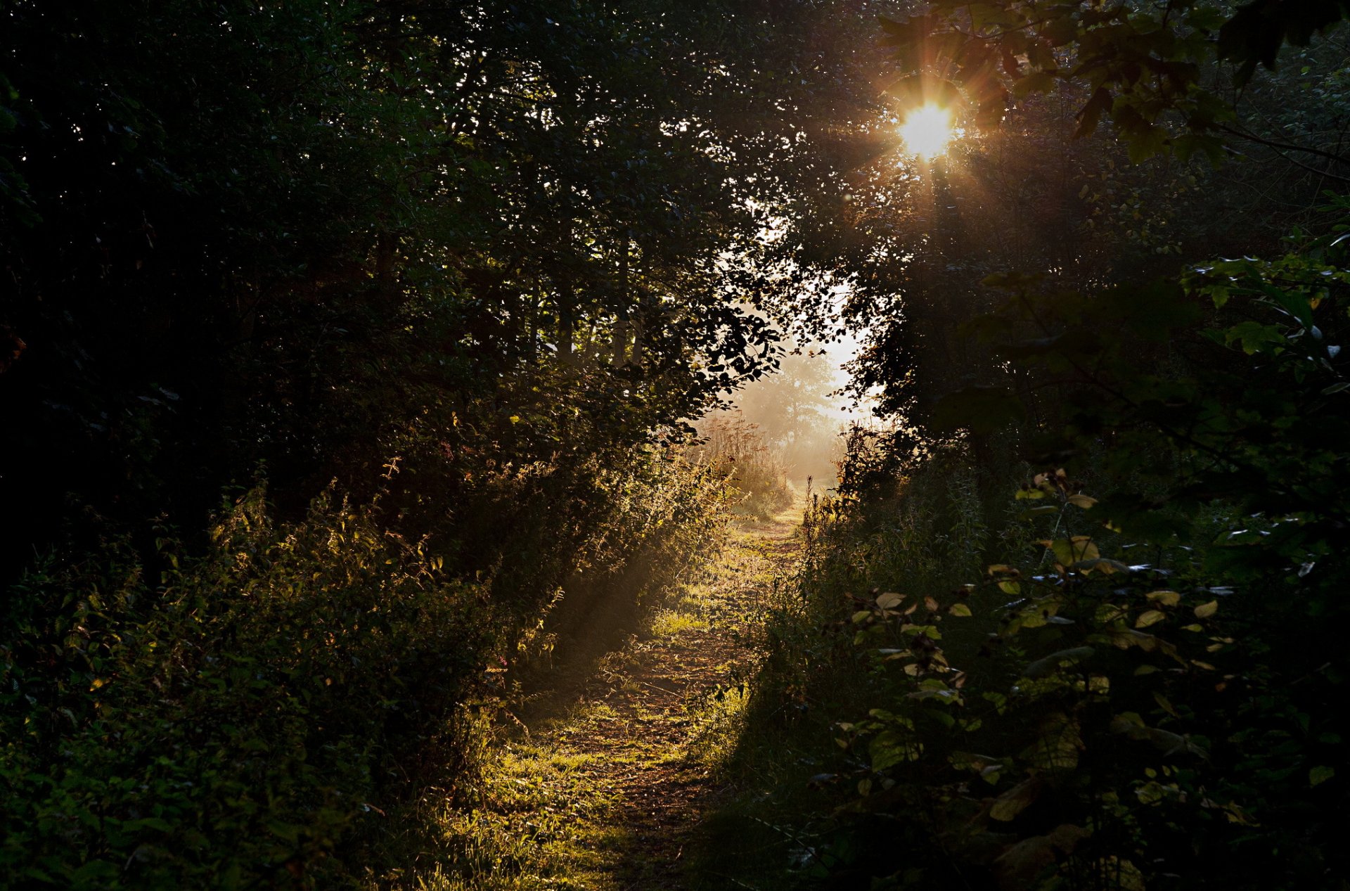 arbres arbustes herbe sentier soleil rayons