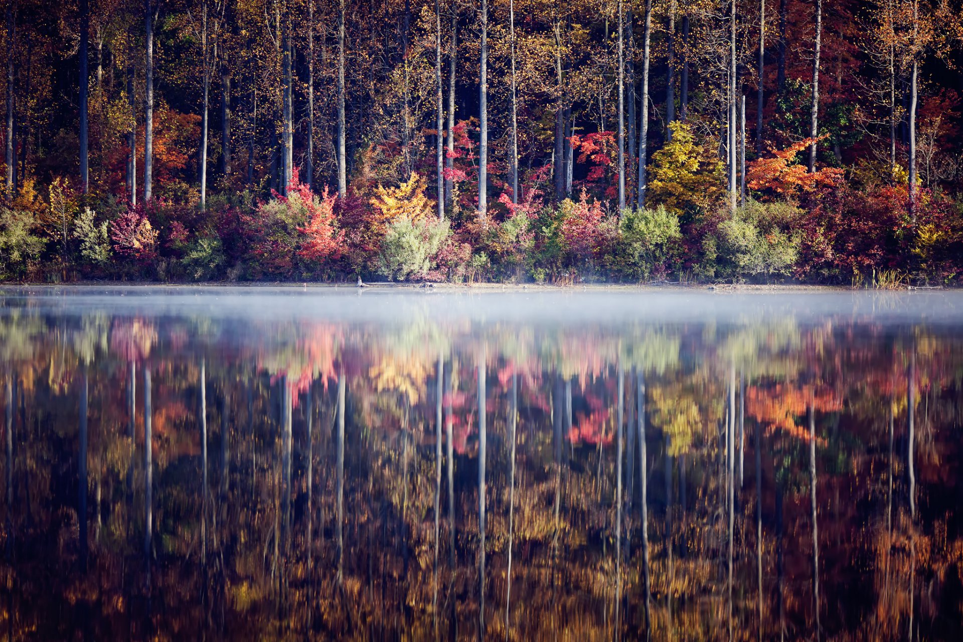 herbst wald bäume büsche see reflexion