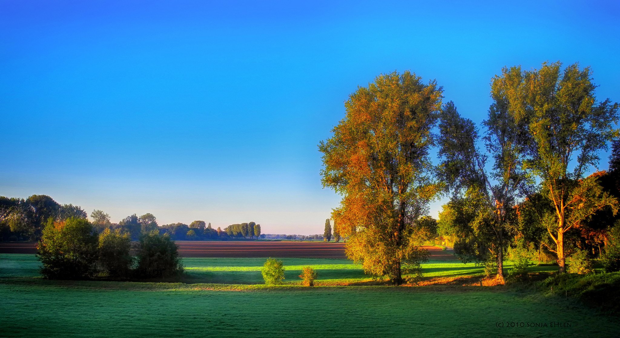 champs arbres matin automne