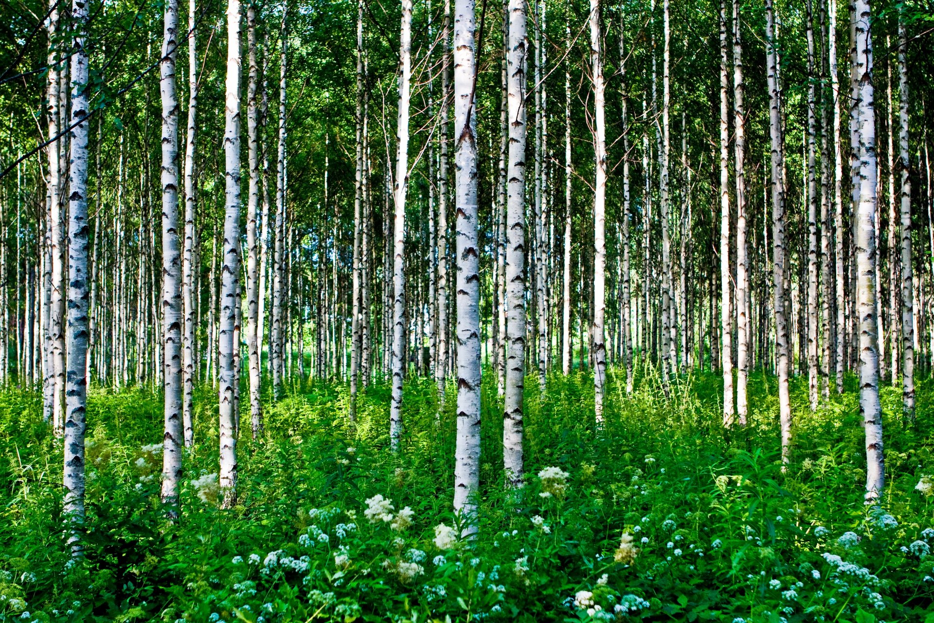 forêt arbres bouleaux herbe fleurs été