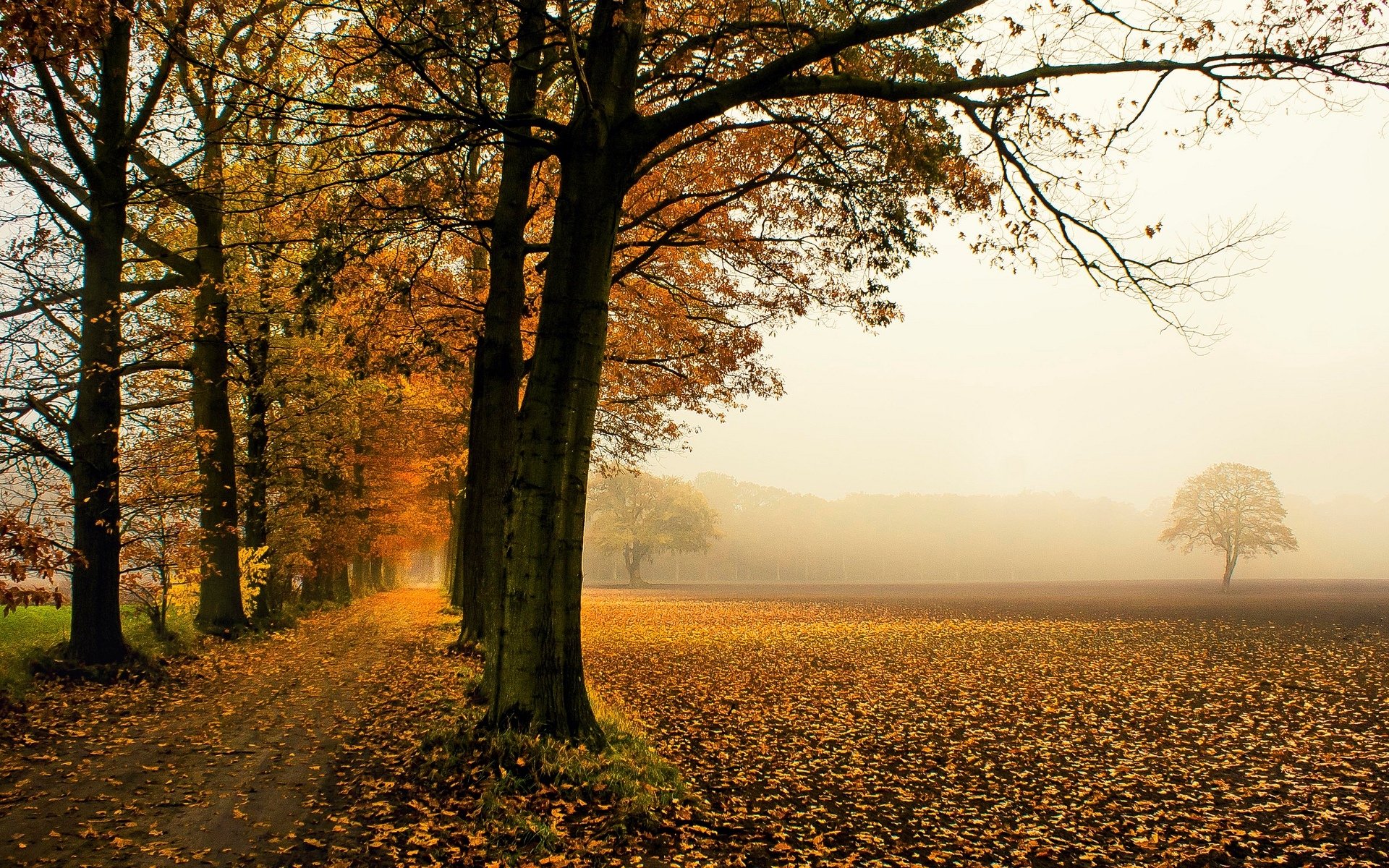 nature arbres arbre feuilles feuillage chute des feuilles automne fond papier peint écran large plein écran écran large écran large