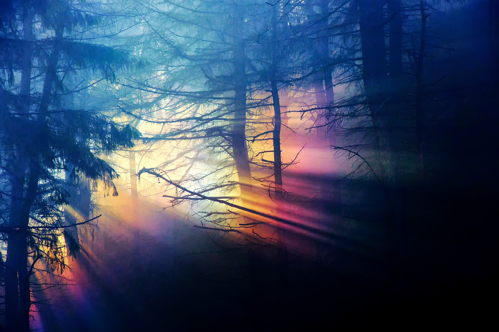 nature forest thick dark light spectrum rainbow tree branche