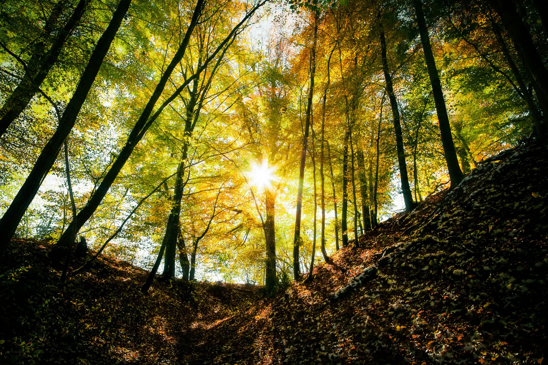 bosque árboles luz sol rayos otoño