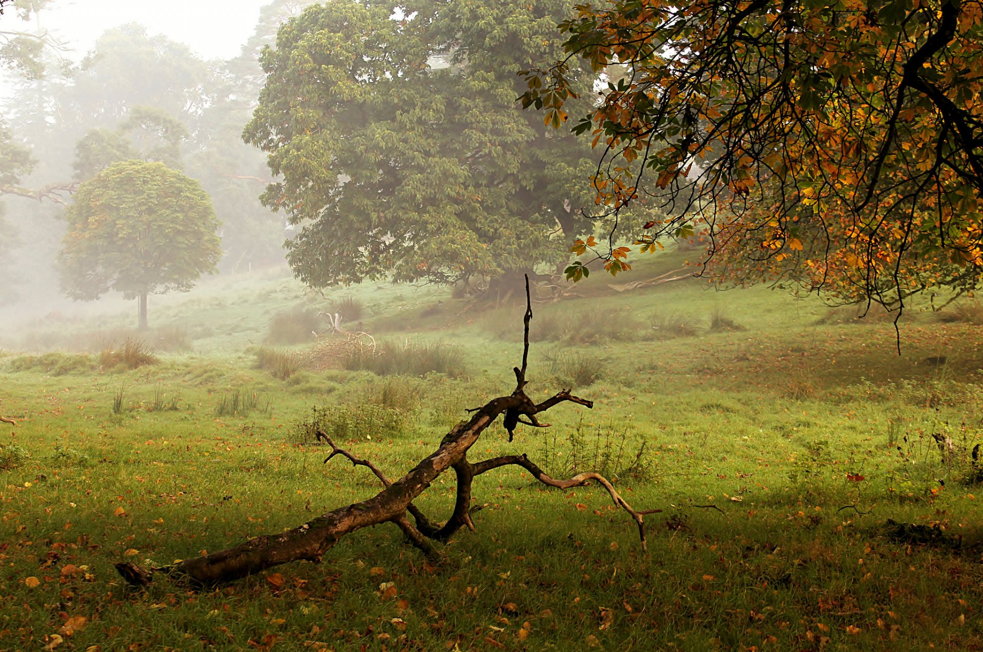 parque árboles otoño niebla madera flotante