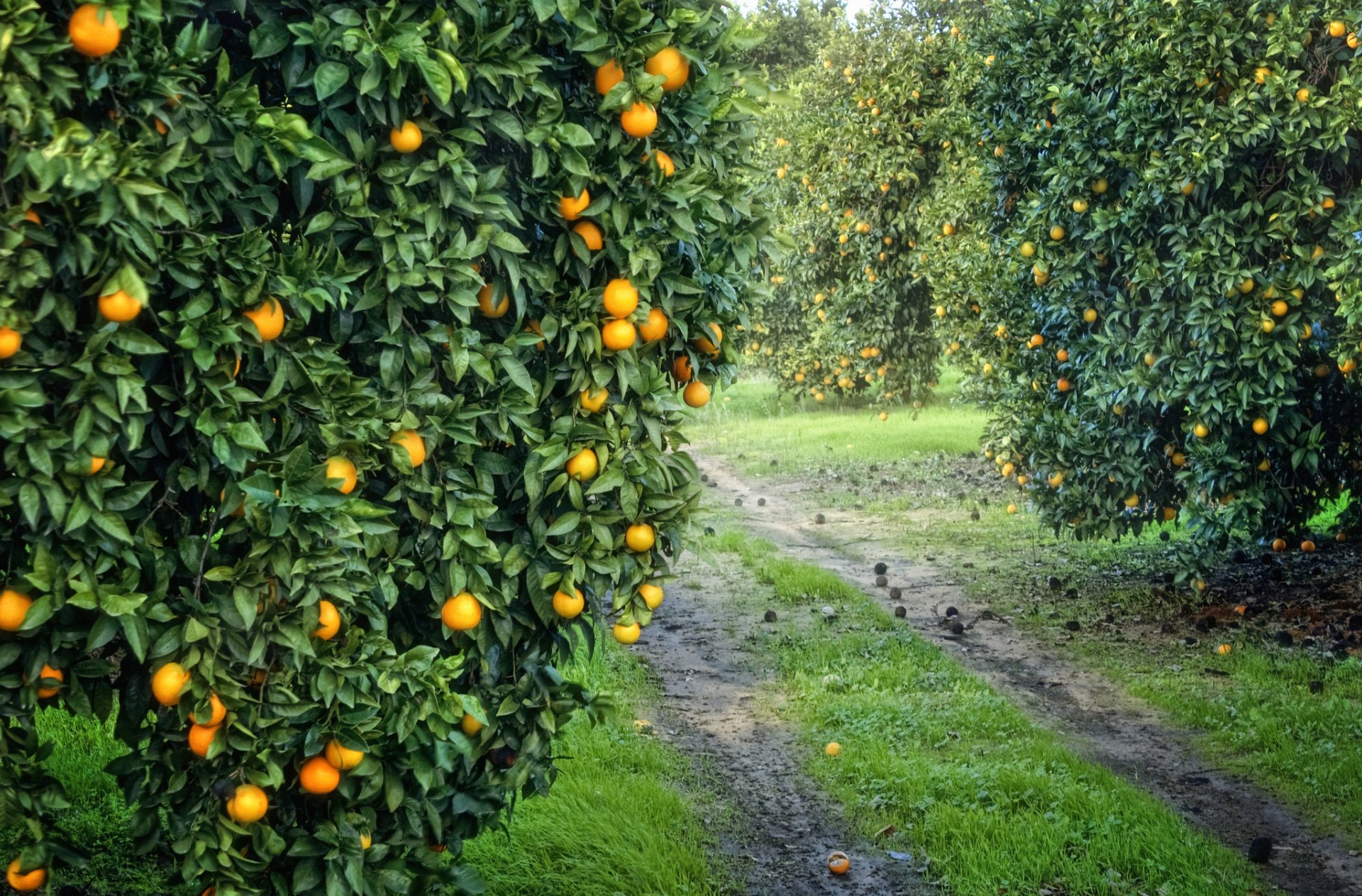 giardino boschetto arancia frutta arancio raccolto