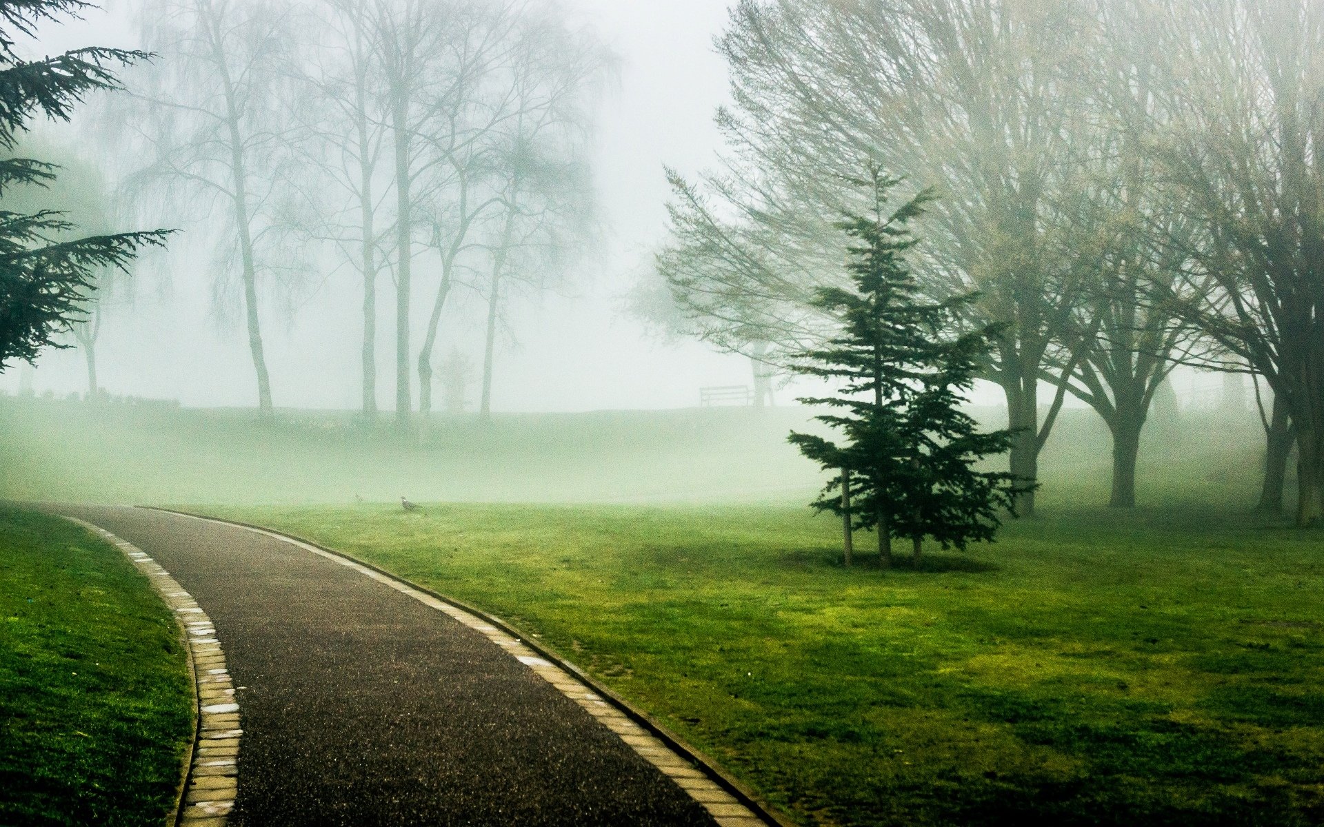 natur bäume baum blätter grün gras gehweg weg gasse grün nebel hintergrund tapete widescreen vollbild widescreen