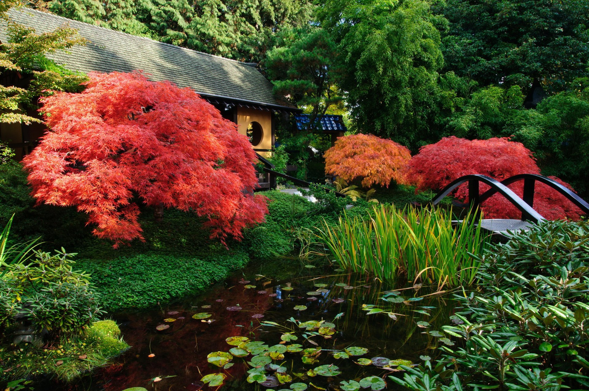 giapponese giardino stagno