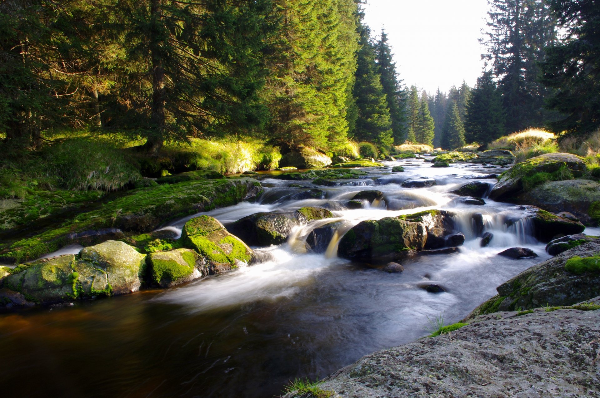 gebirgsfluss wald natur tschechische republik böhmen böhmerwald narodni park šumava