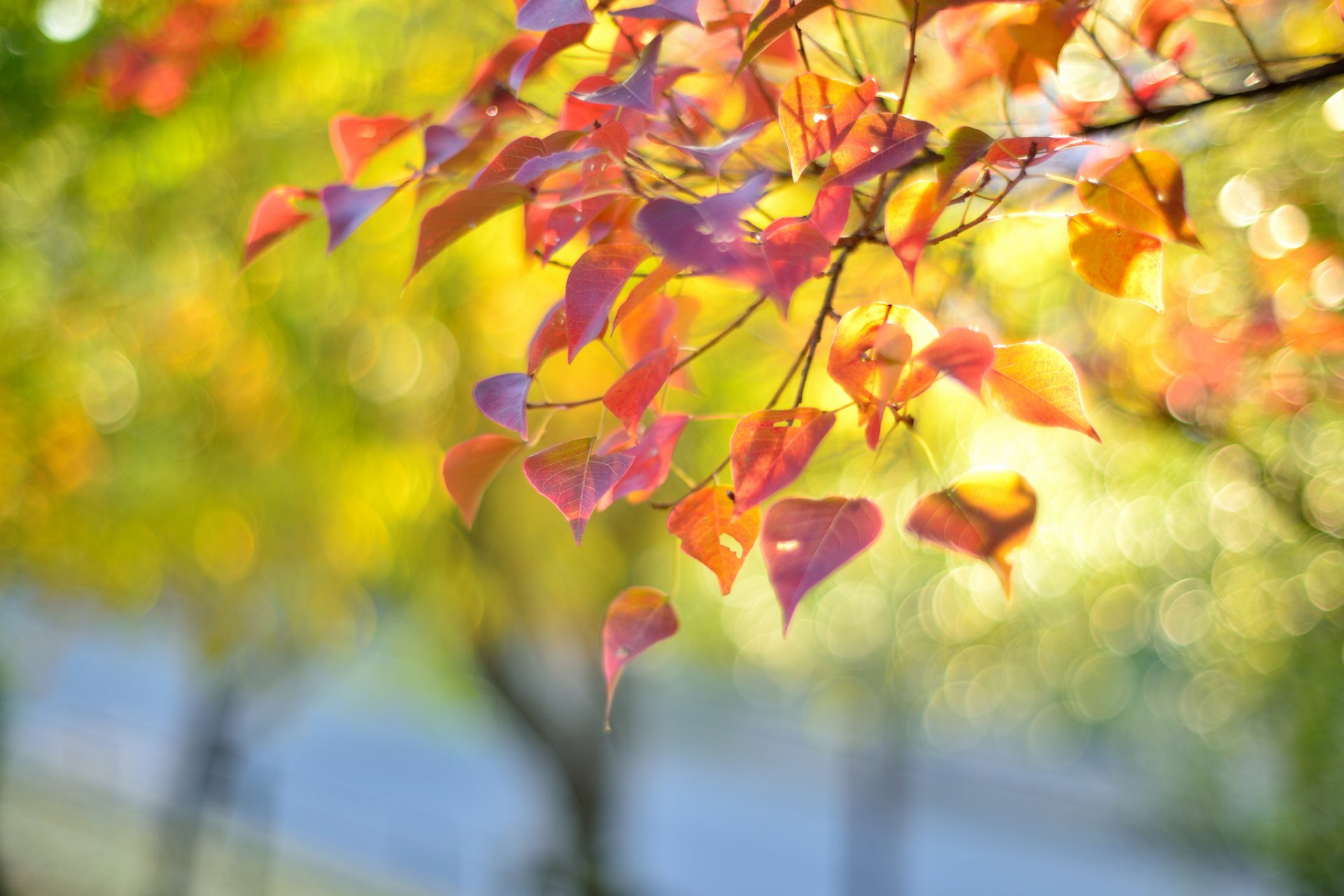 branch leaves autumn reflection