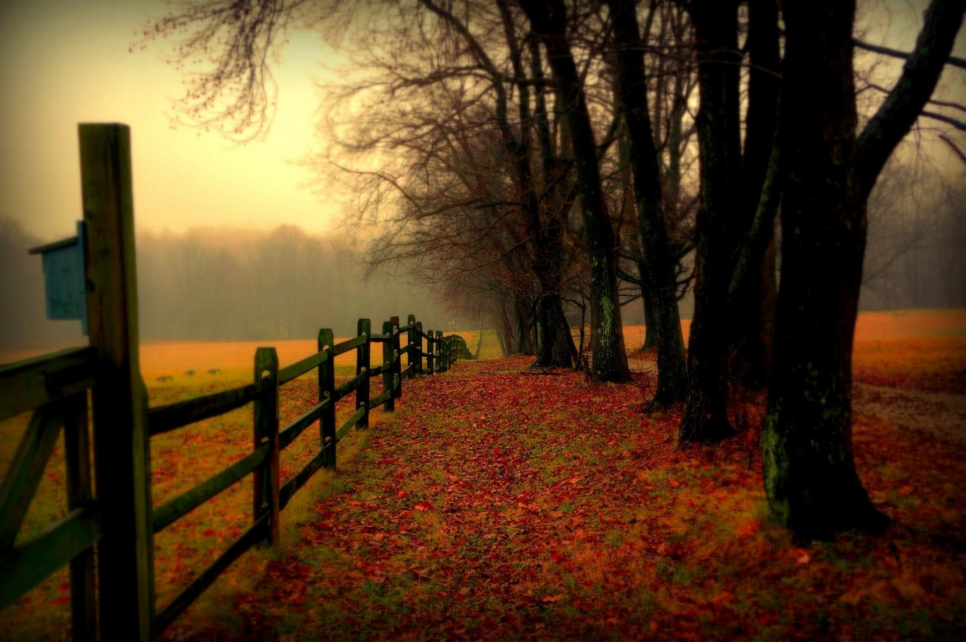 natura foresta campo alberi foglie colorato strada autunno caduta colori passeggiata