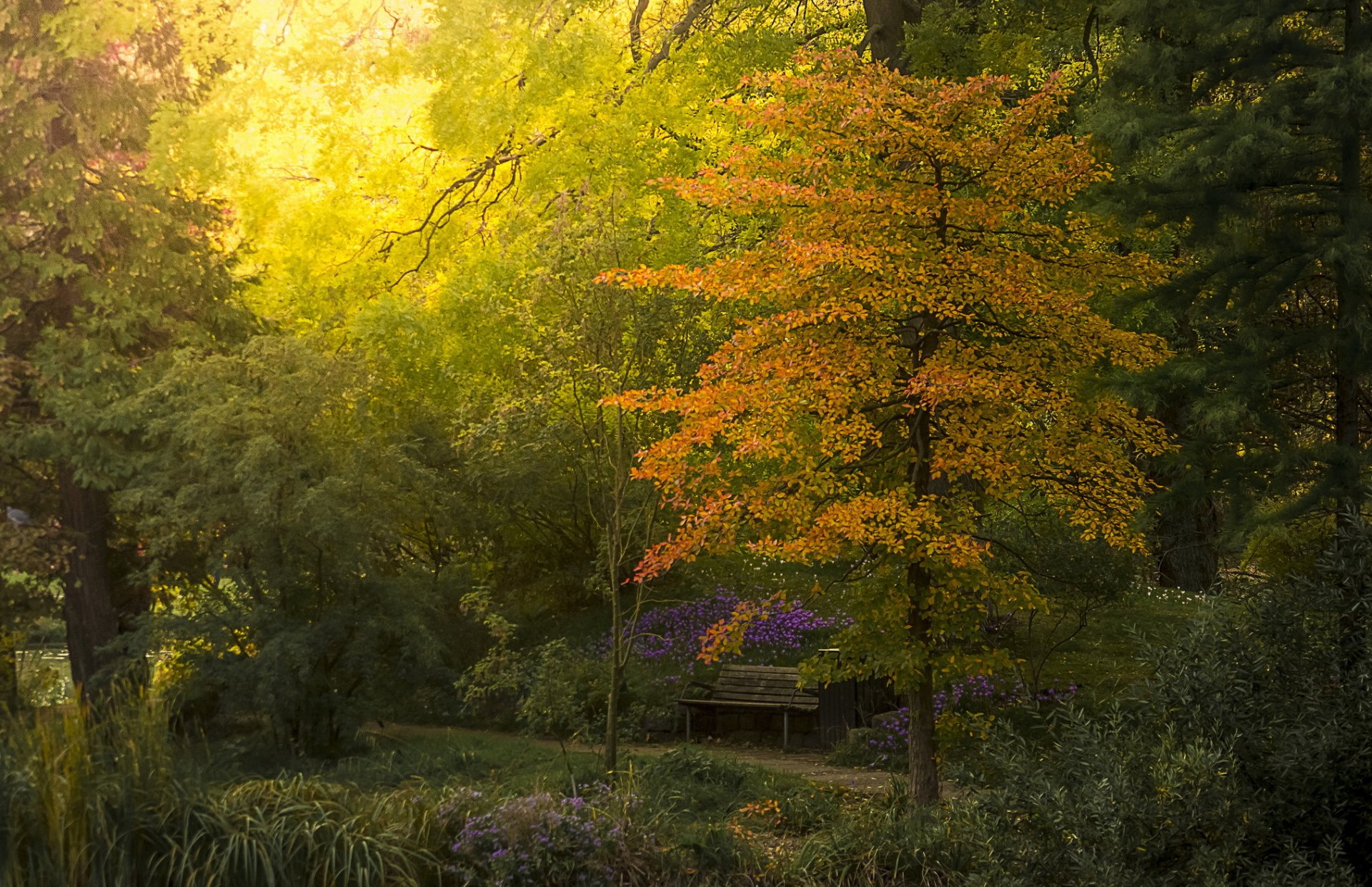 giardino botanico panchina arbusti alberi autunno