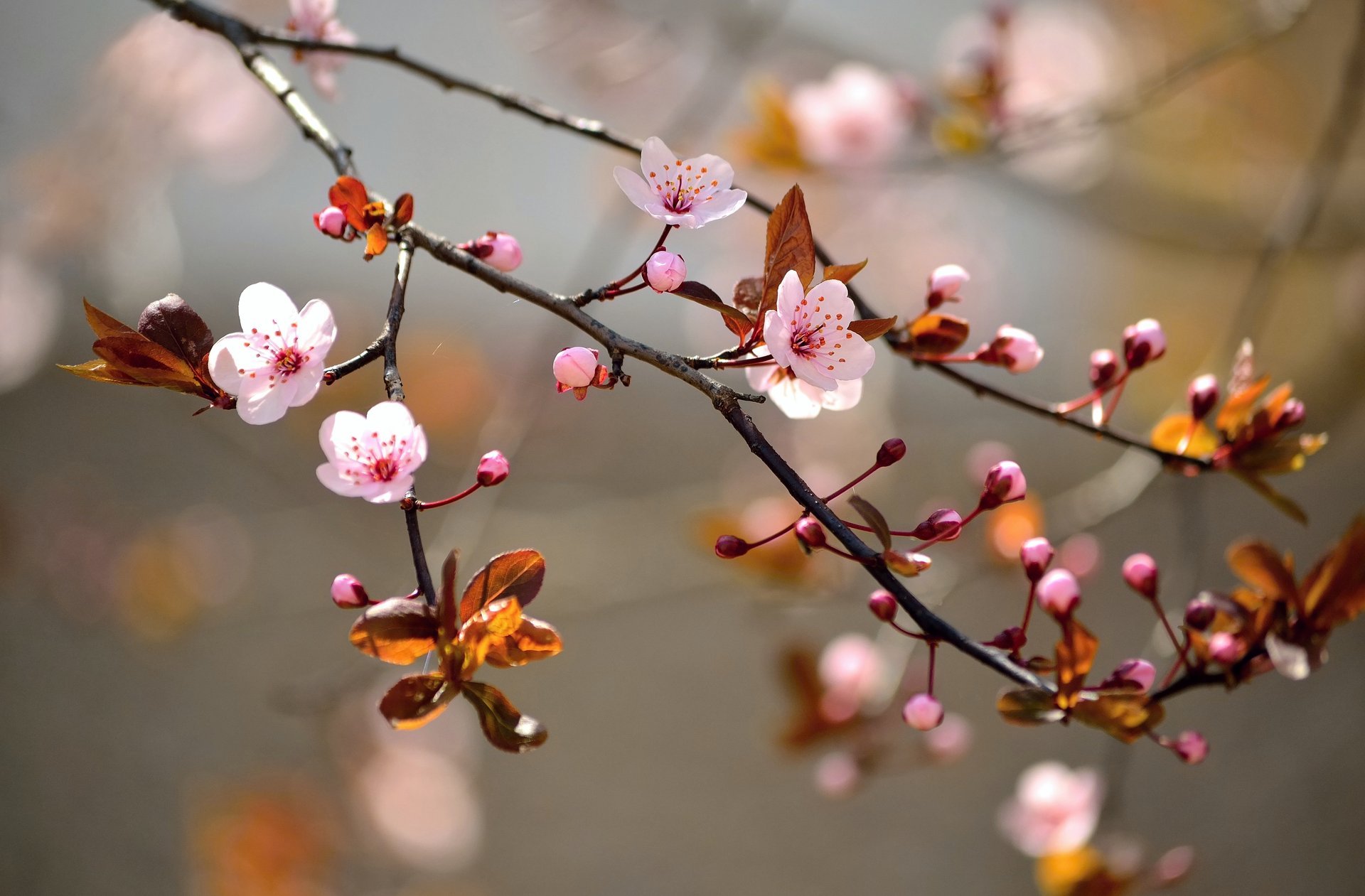 blüte blumen baum zweige sakura blätter natur makro frühling